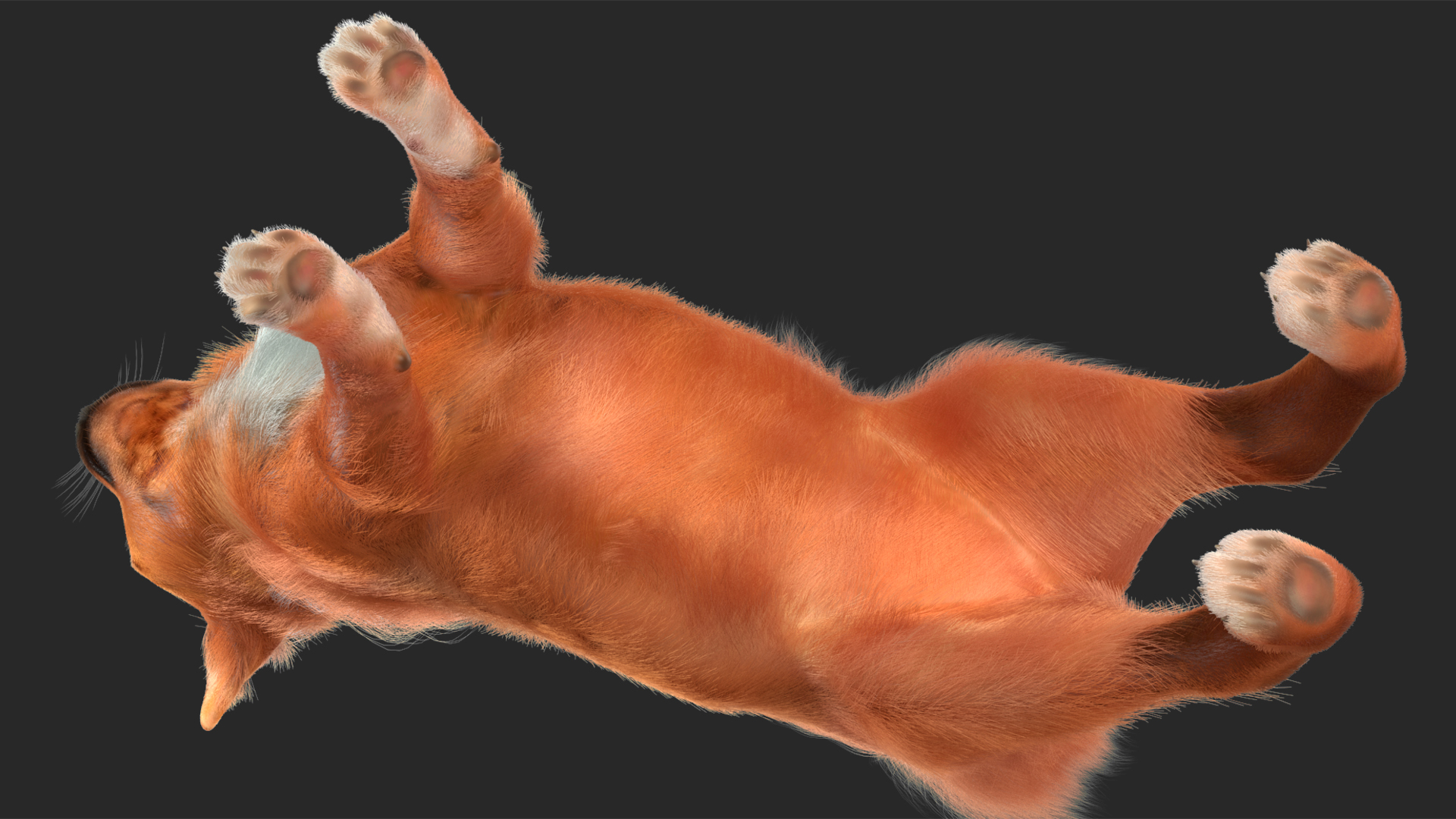 Chihuahua Dog Rigged Fur 3D model