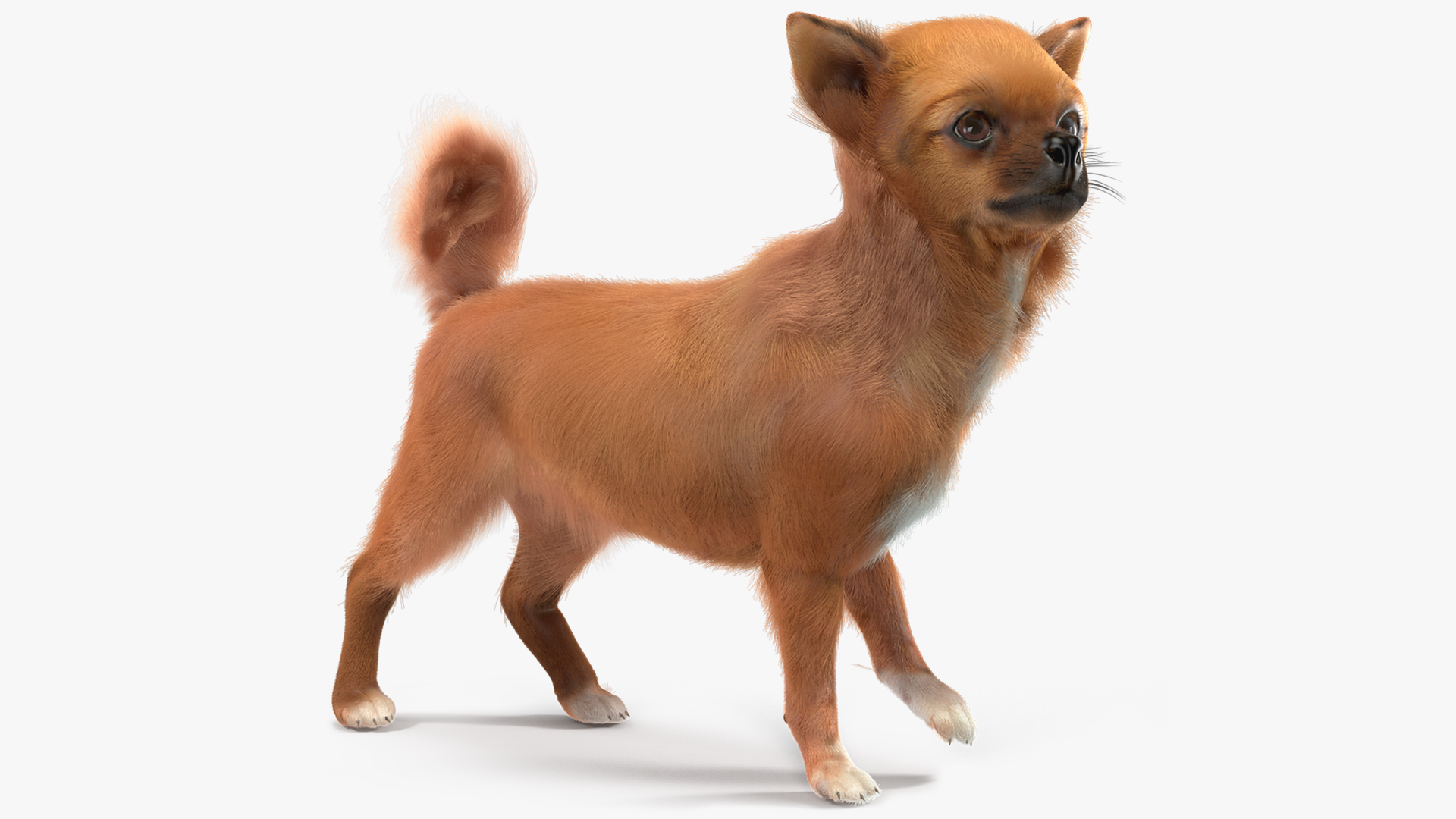 Chihuahua Dog Rigged Fur 3D model