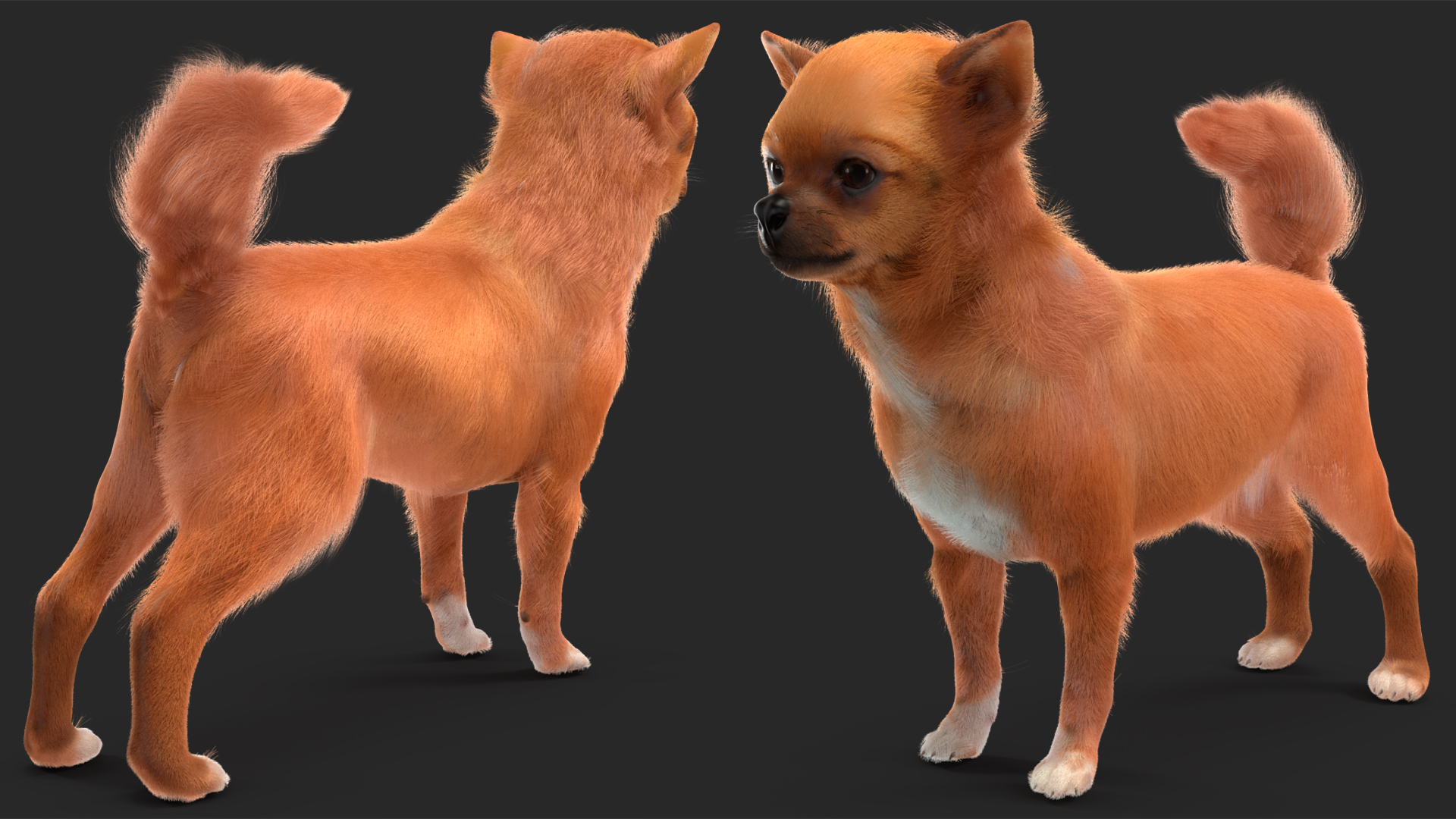 Chihuahua Dog Rigged Fur 3D model
