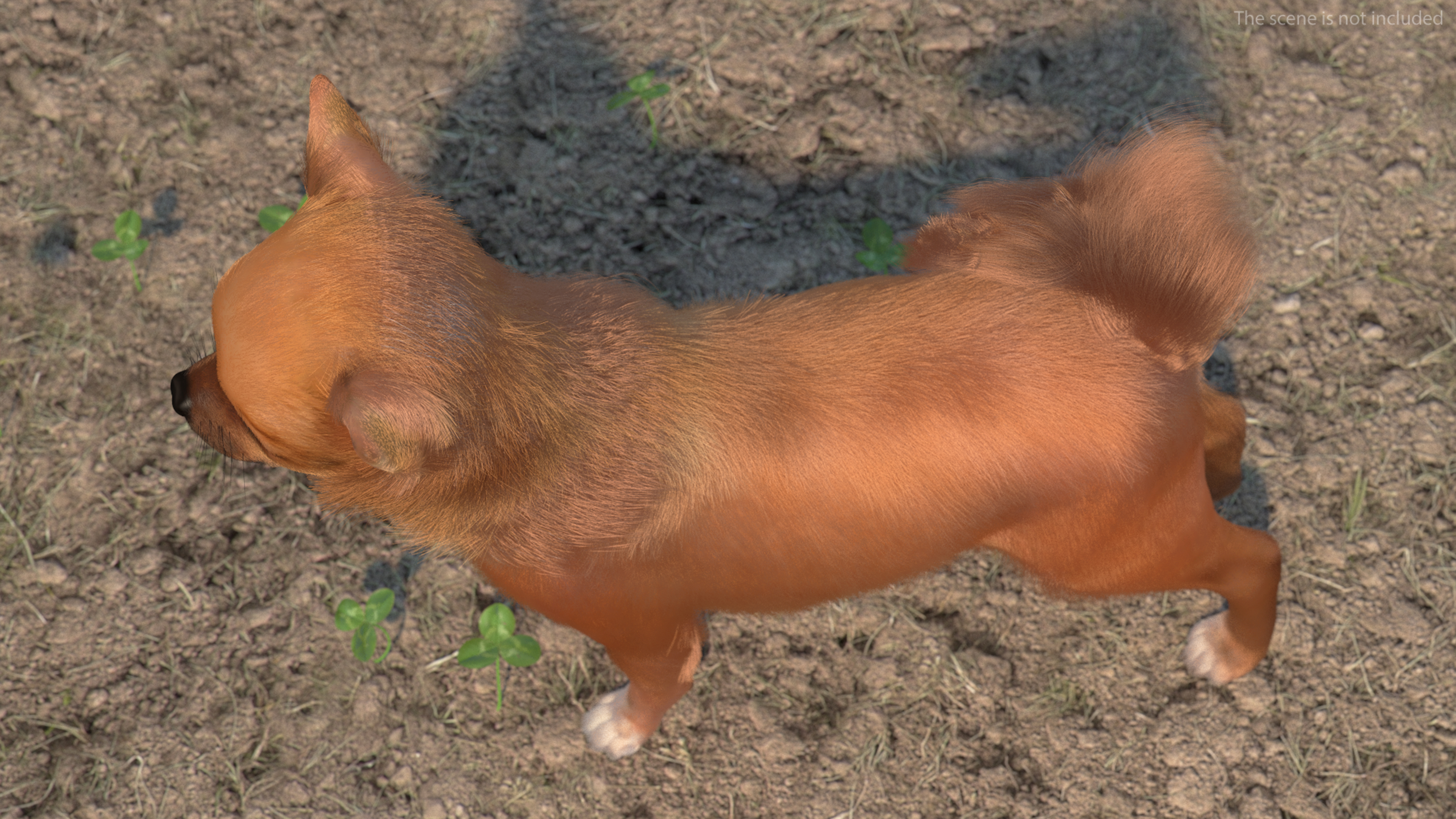 Chihuahua Dog Rigged Fur 3D model