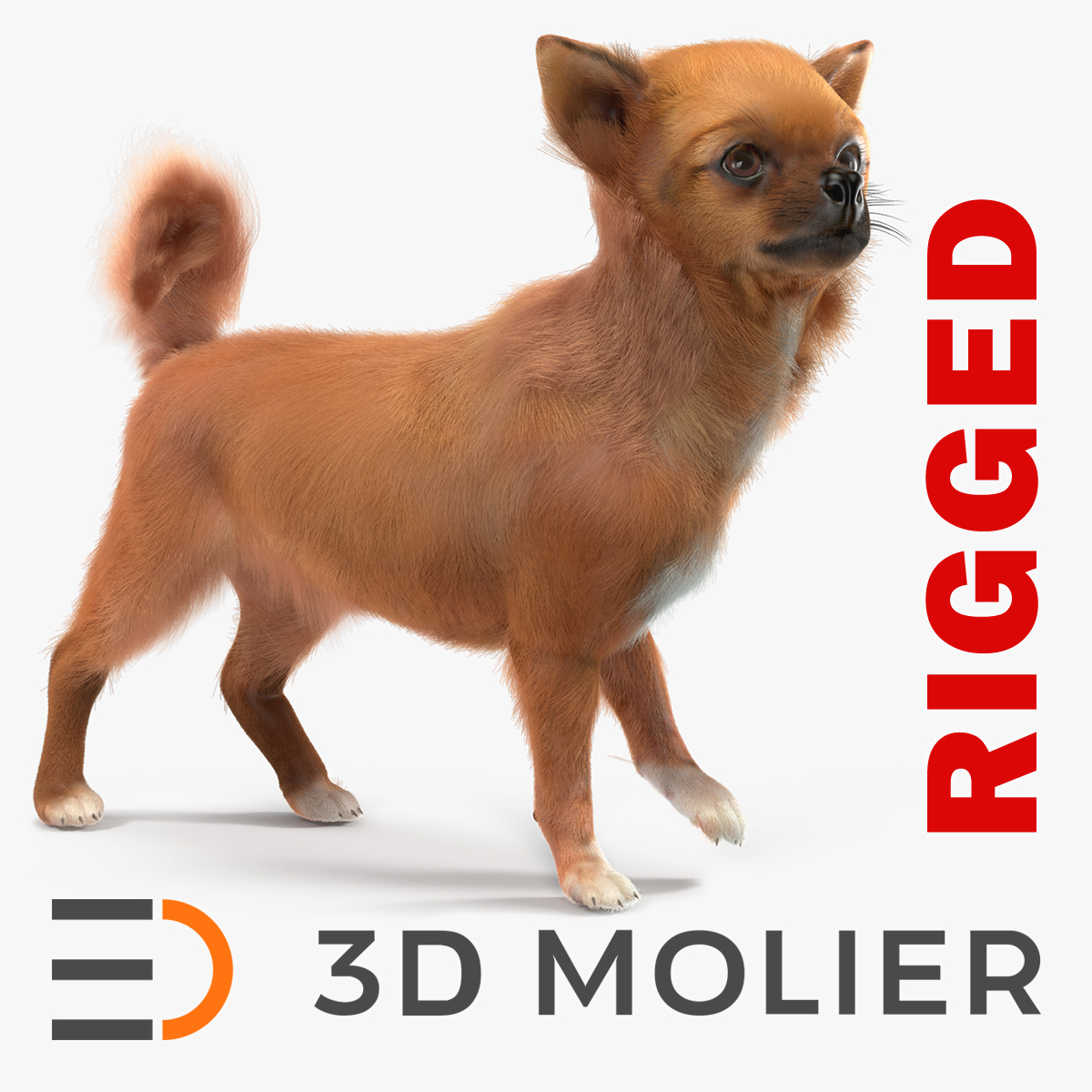 Chihuahua Dog Rigged Fur 3D model