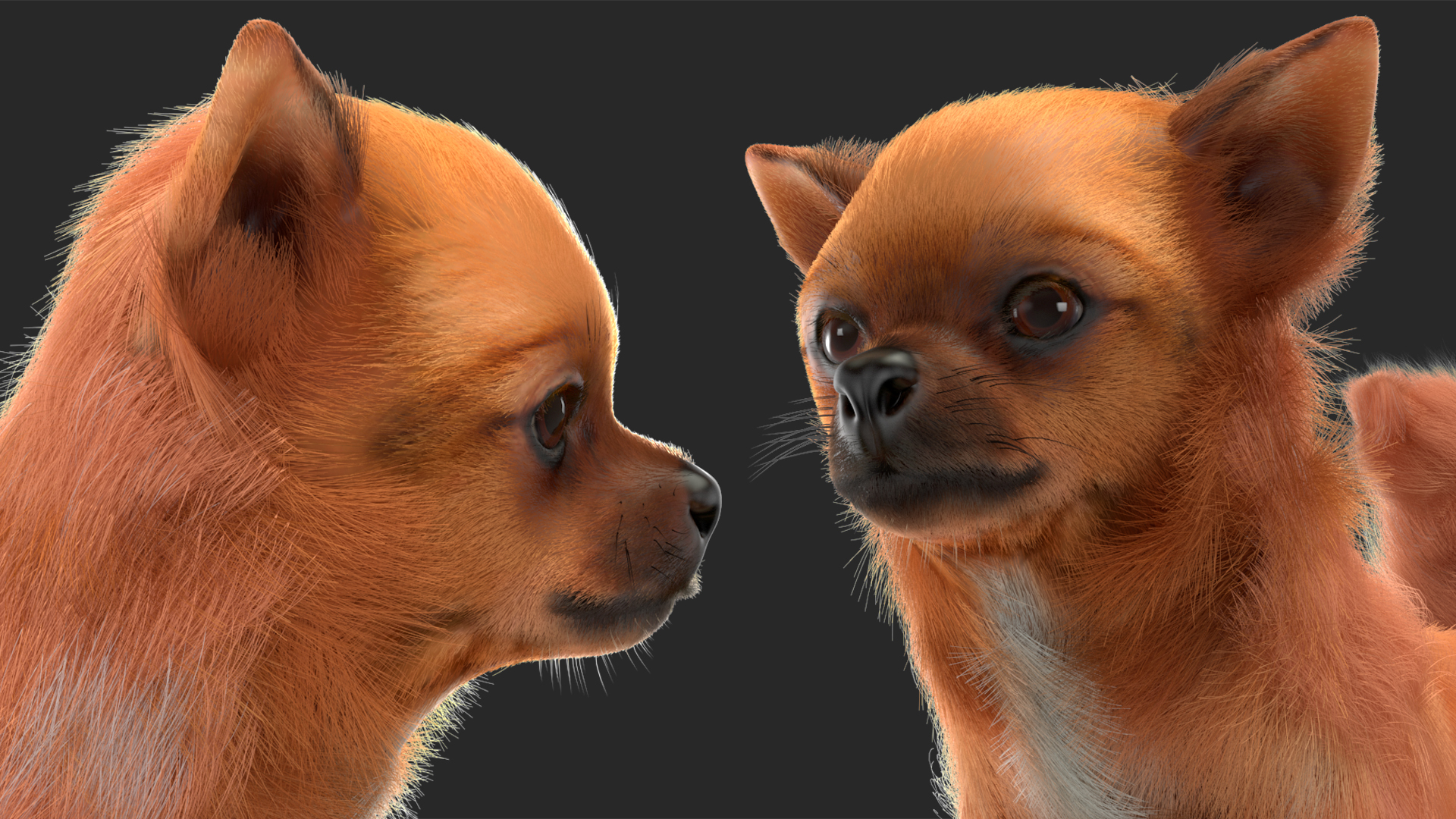 Chihuahua Dog Rigged Fur 3D model