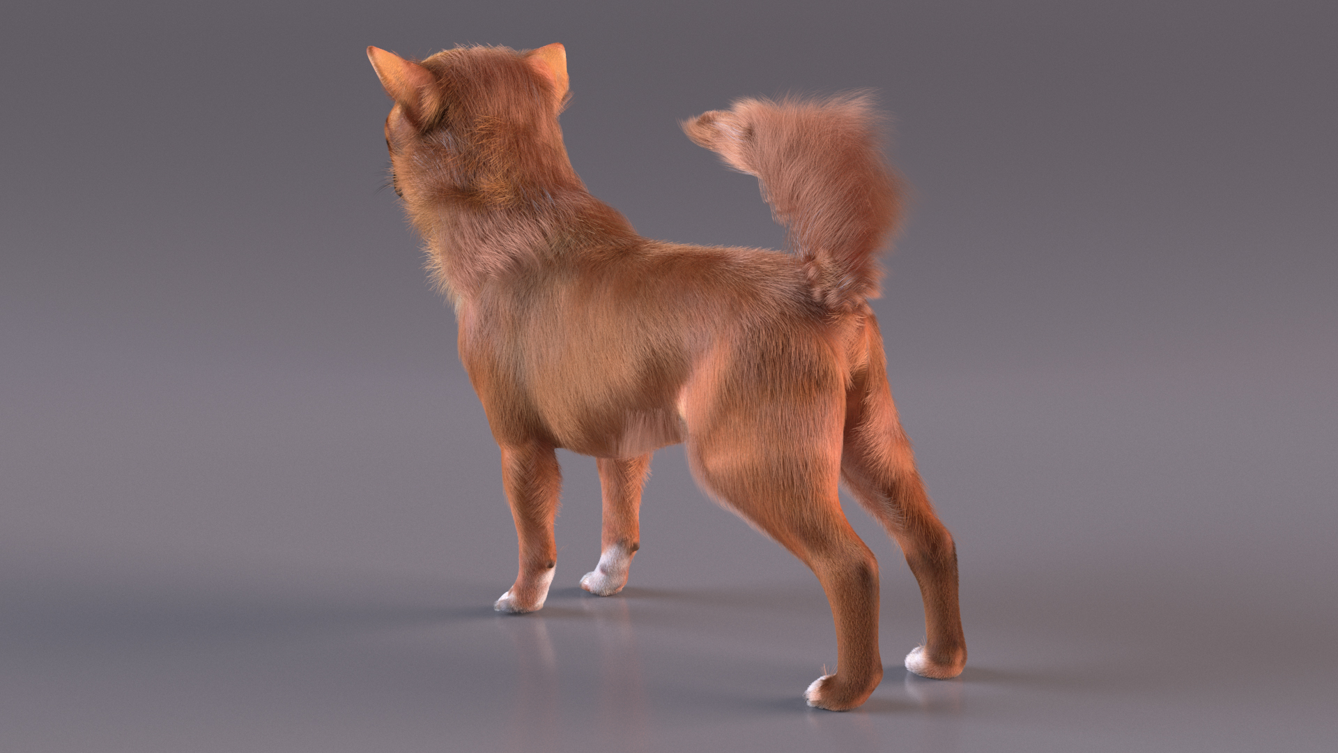 Chihuahua Dog Rigged Fur 3D model