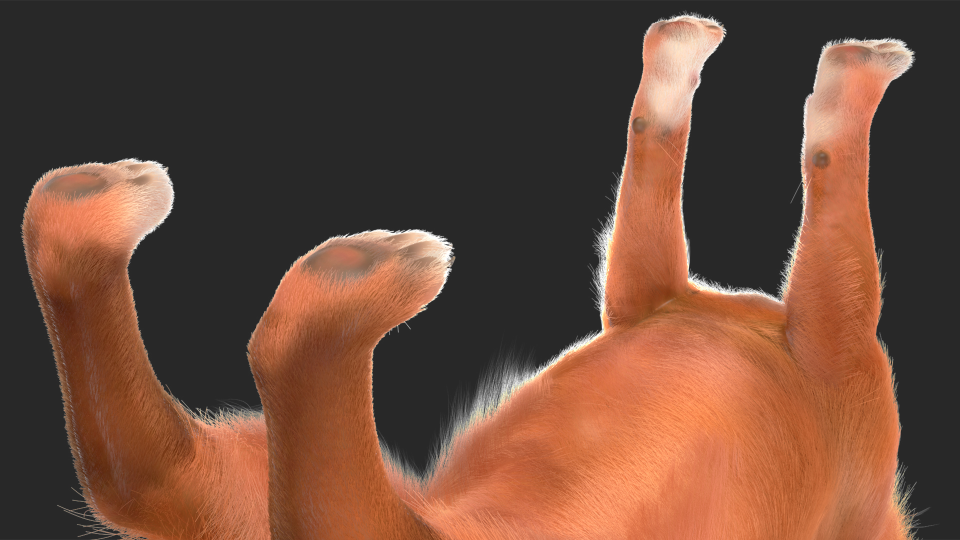 Chihuahua Dog Rigged Fur 3D model