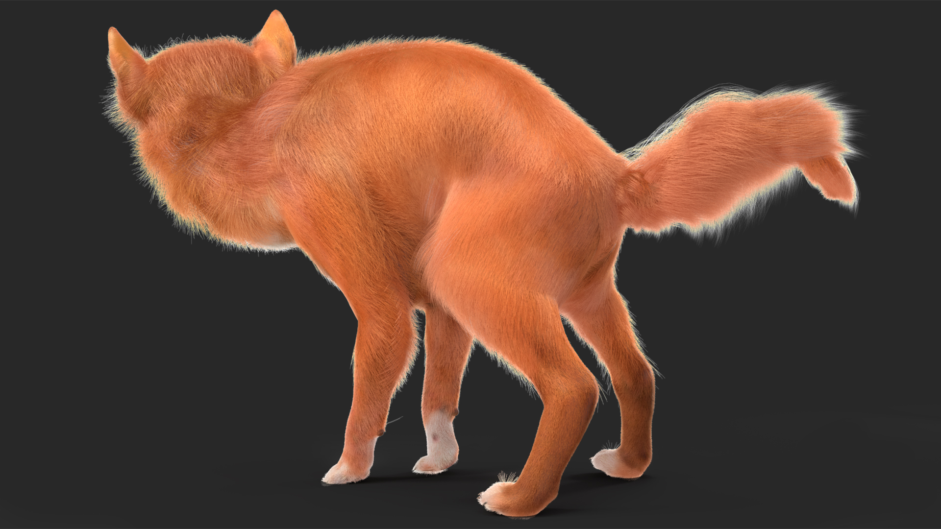 Chihuahua Dog Rigged Fur 3D model