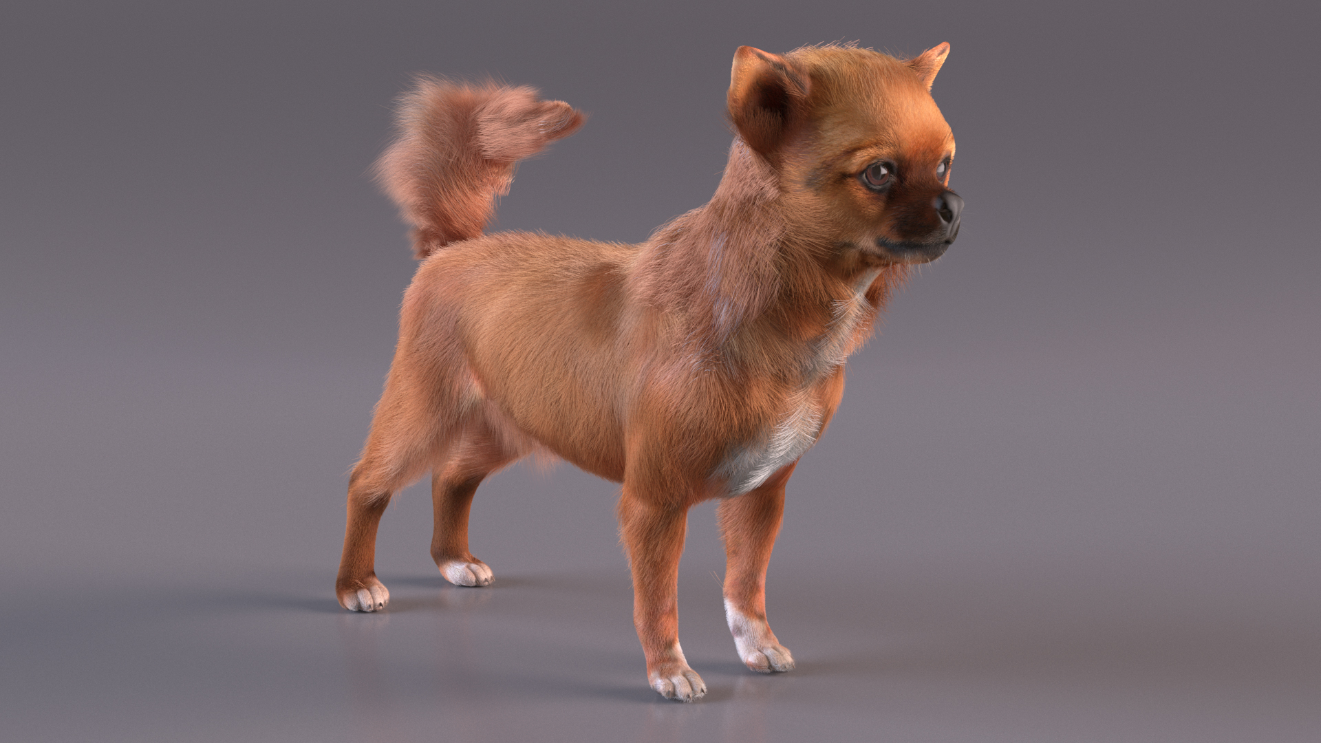 Chihuahua Dog Rigged Fur 3D model