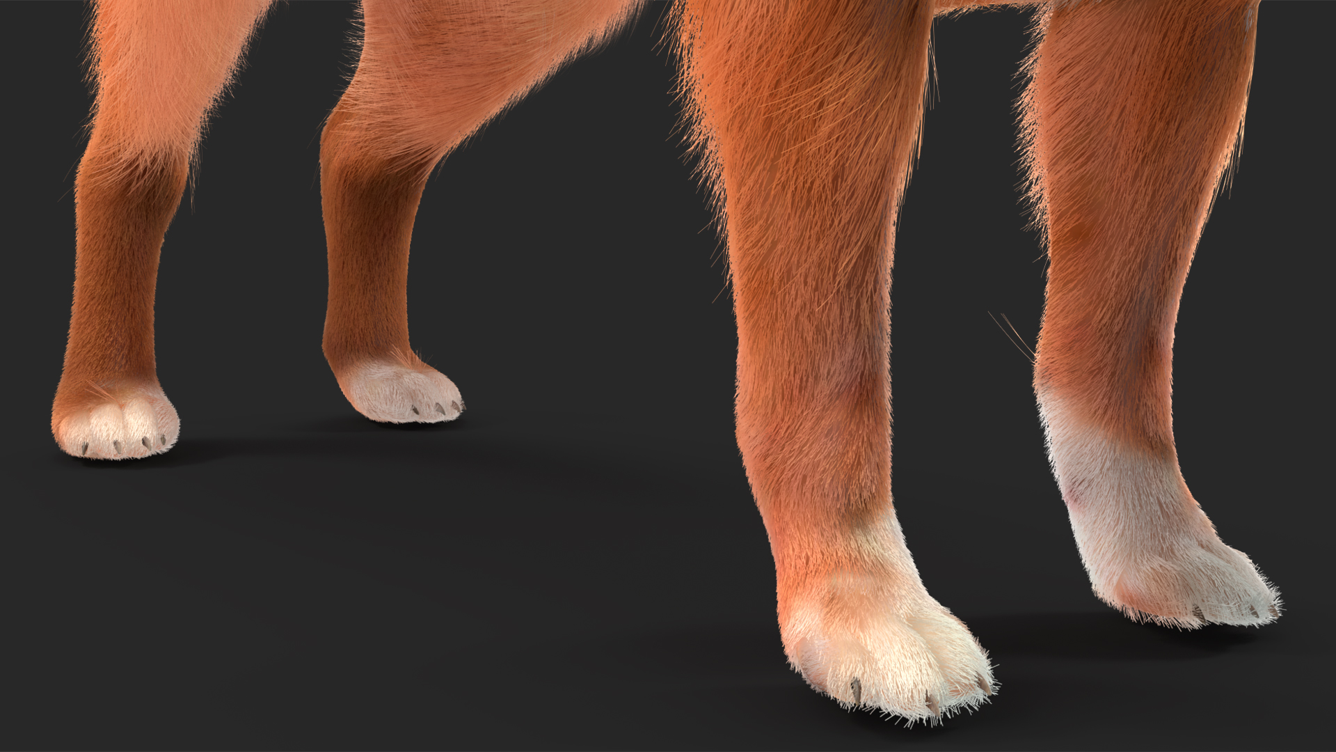 Chihuahua Dog Rigged Fur 3D model
