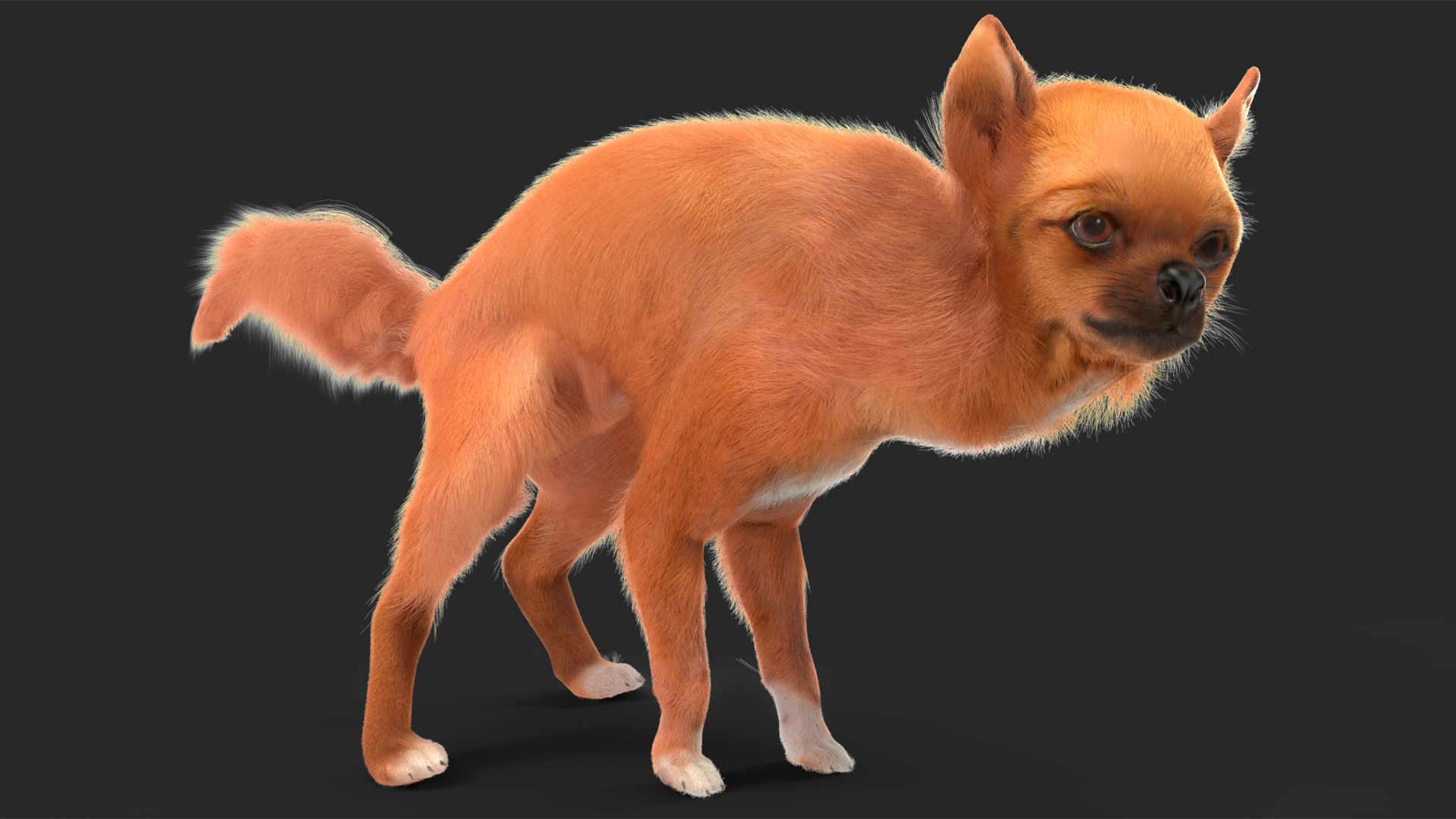 Chihuahua Dog Rigged Fur 3D model