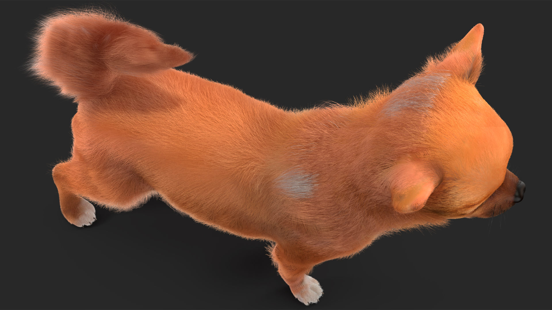 Chihuahua Dog Rigged Fur 3D model