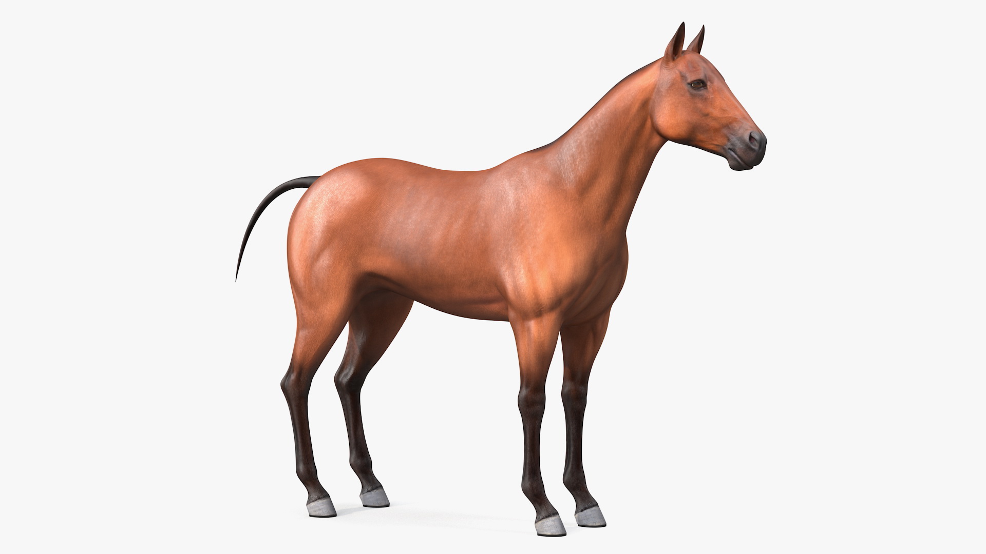 3D Horse Leather Single Driving Harness