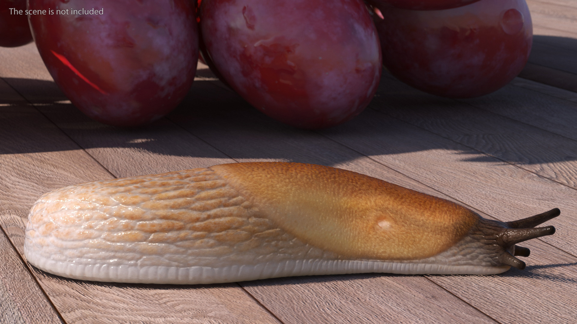 3D Spanish Slug Rigged for Cinema 4D model