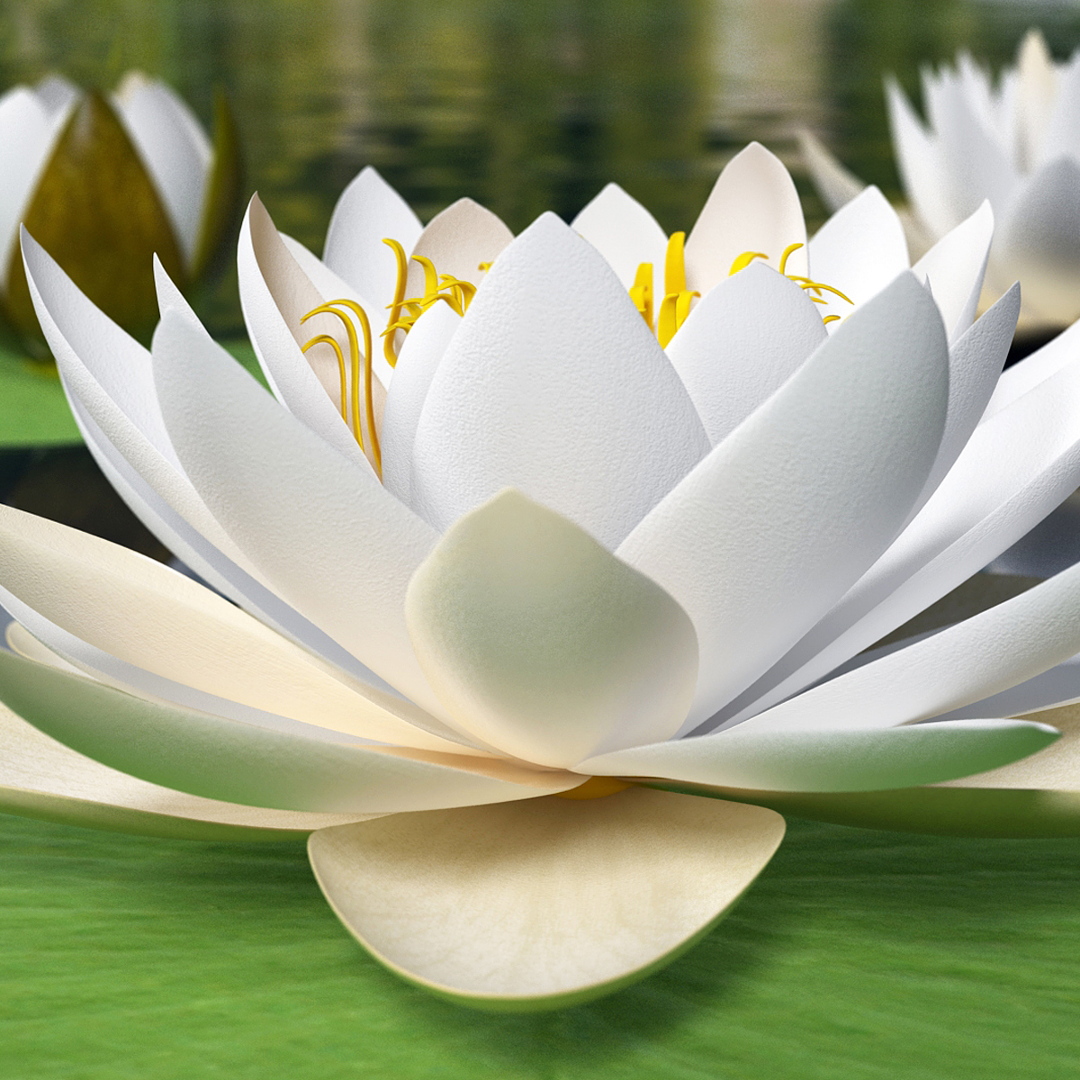 Blooming European White Lily 3D model preview