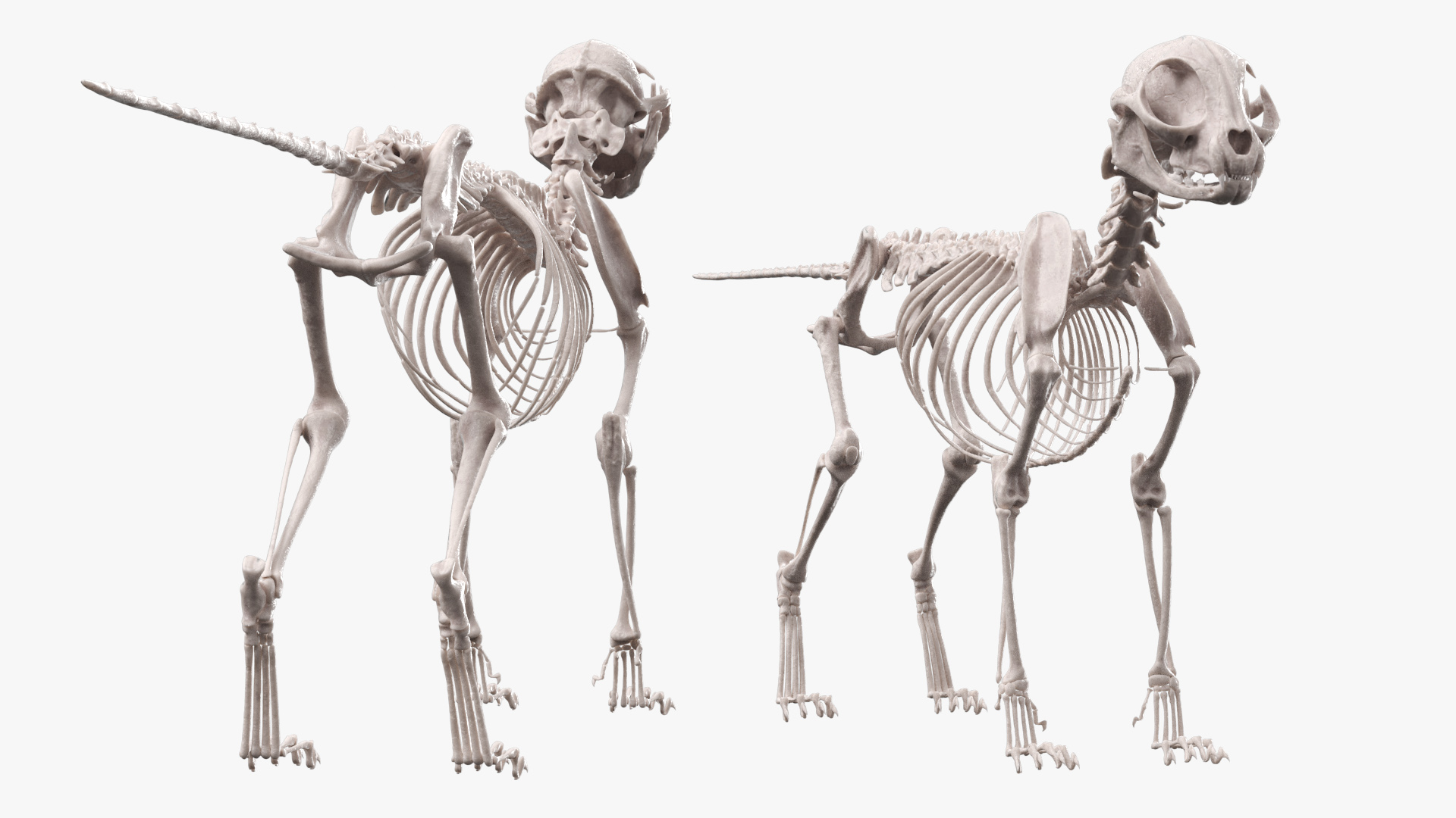 Cat Skeleton Anatomy Structure, view 4