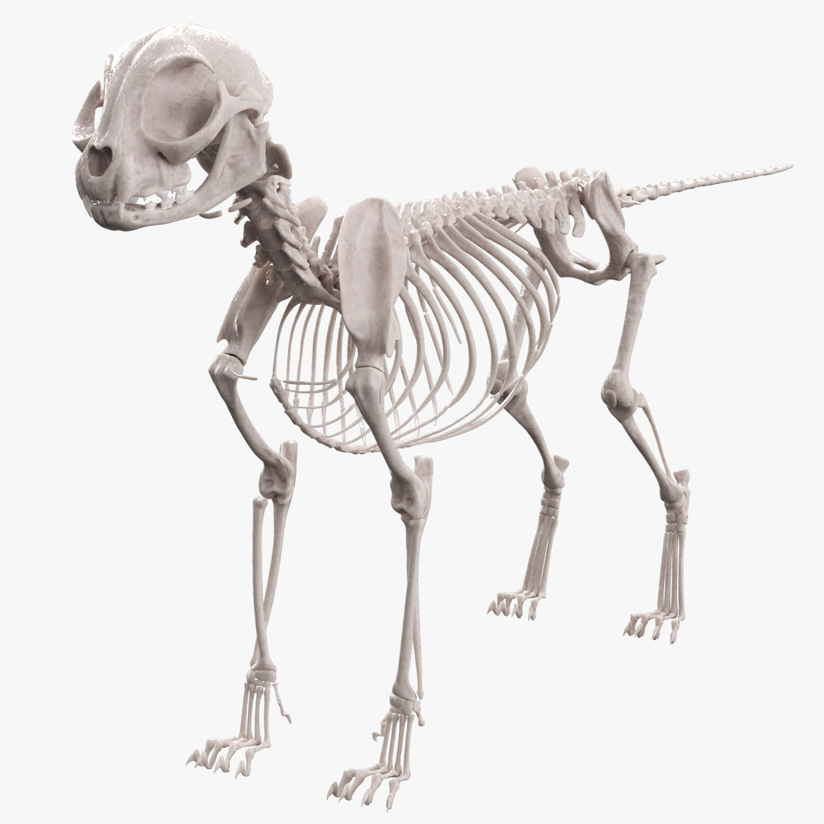 Cat Skeleton Anatomy Structure