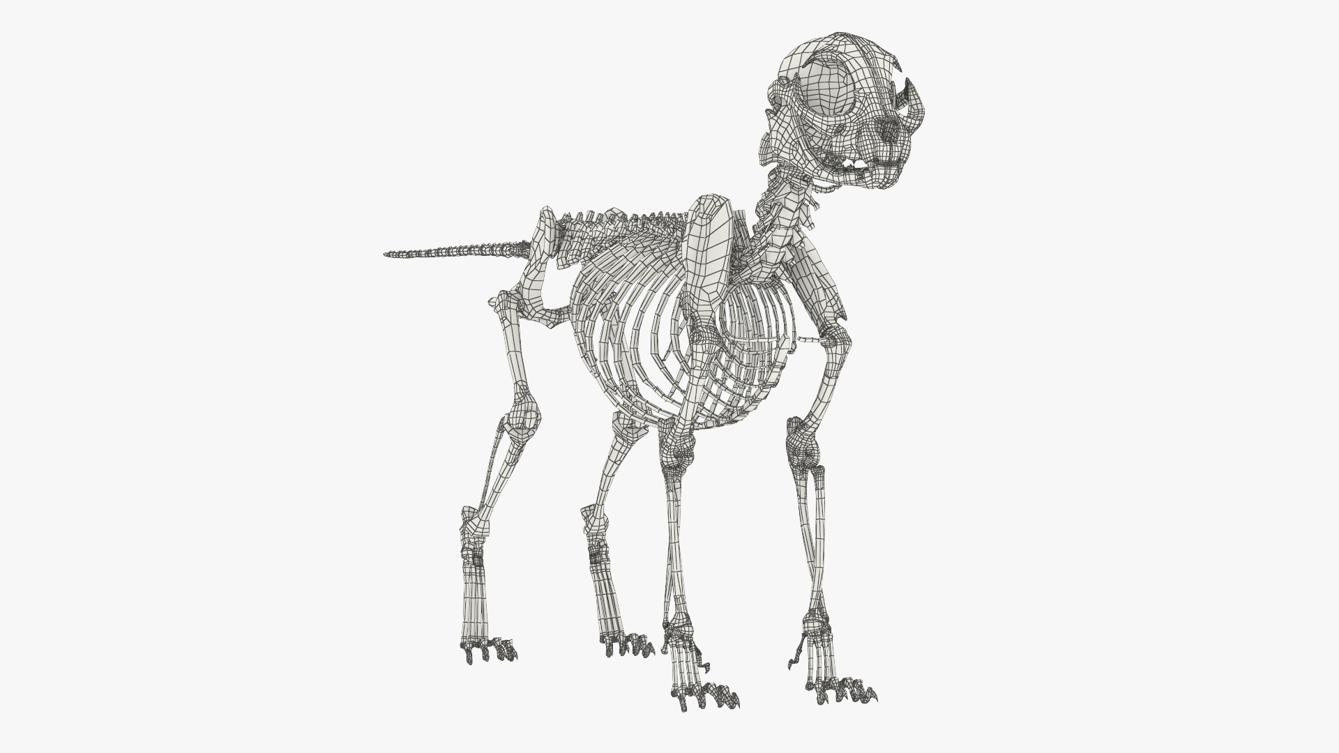 Cat Skeleton Anatomy Structure, view 12