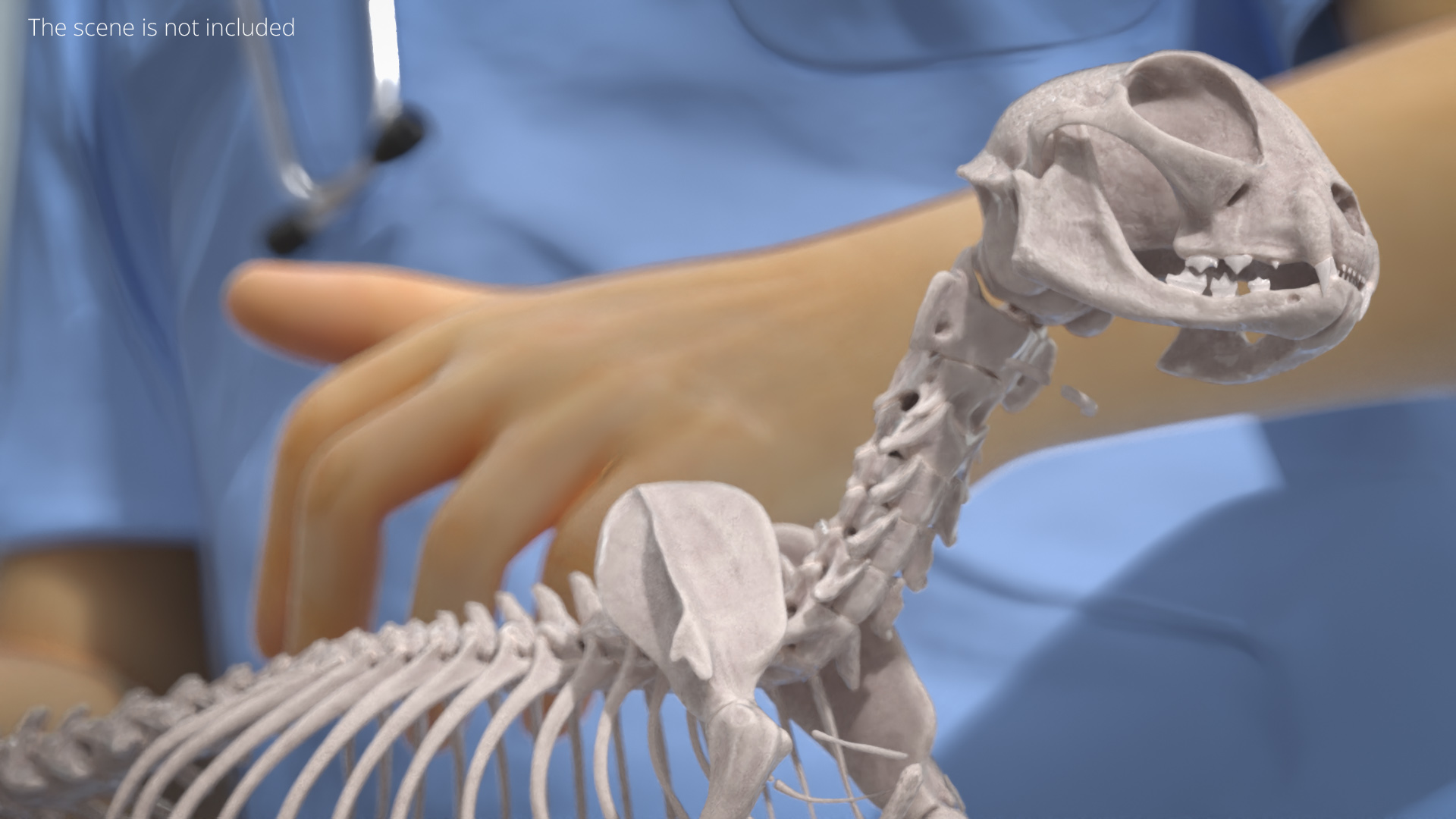 Cat Skeleton Anatomy Structure, view 2