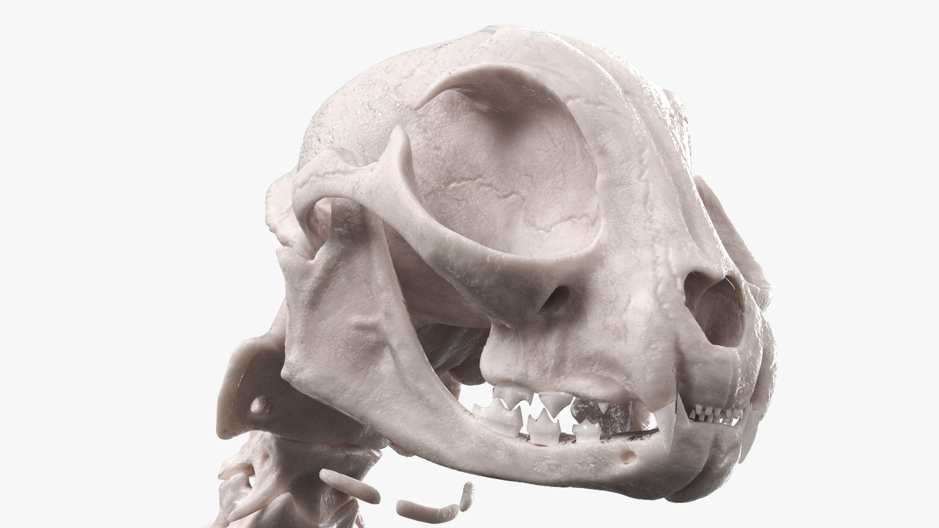 Cat Skeleton Anatomy Structure, view 6