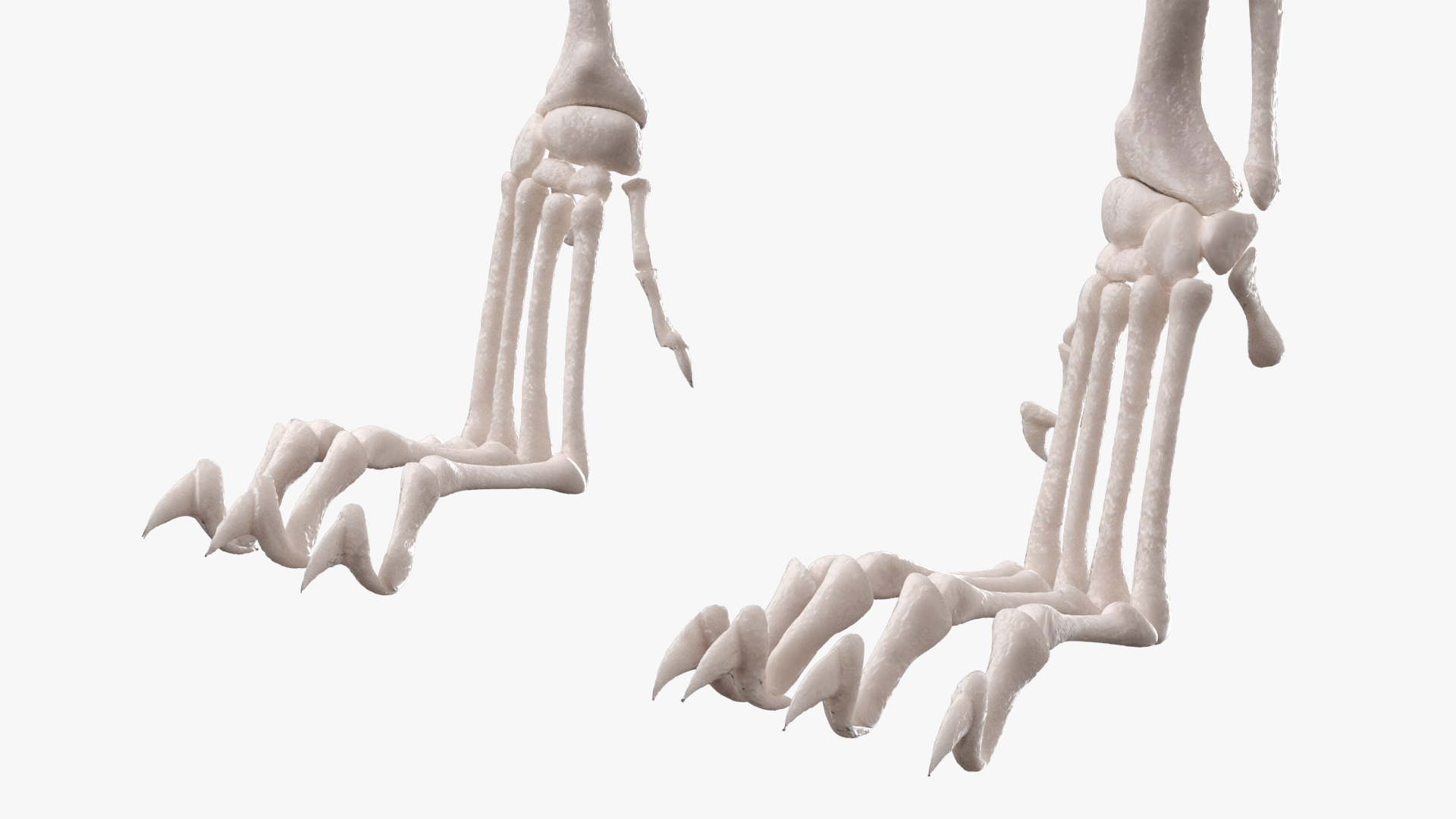 Cat Skeleton Anatomy Structure, view 8