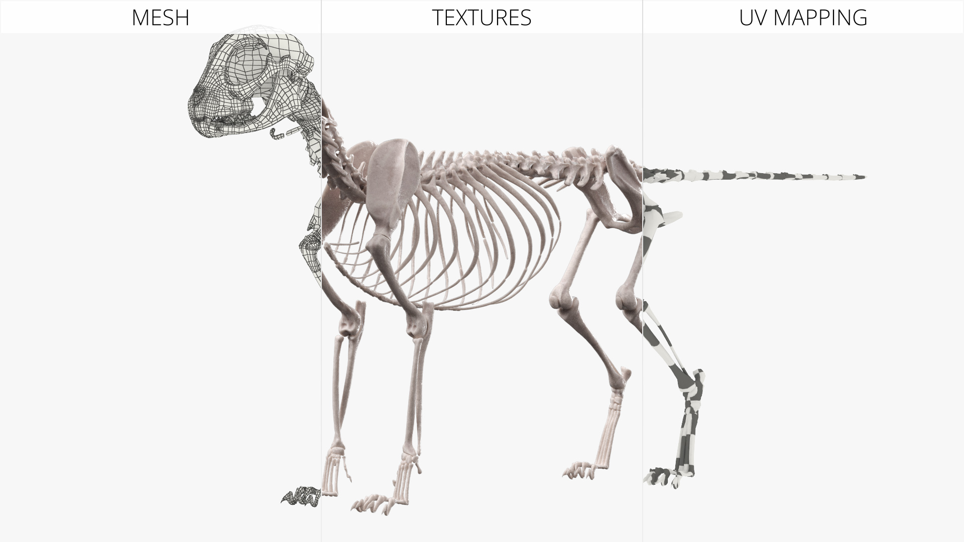 Cat Skeleton Anatomy Structure, view 9