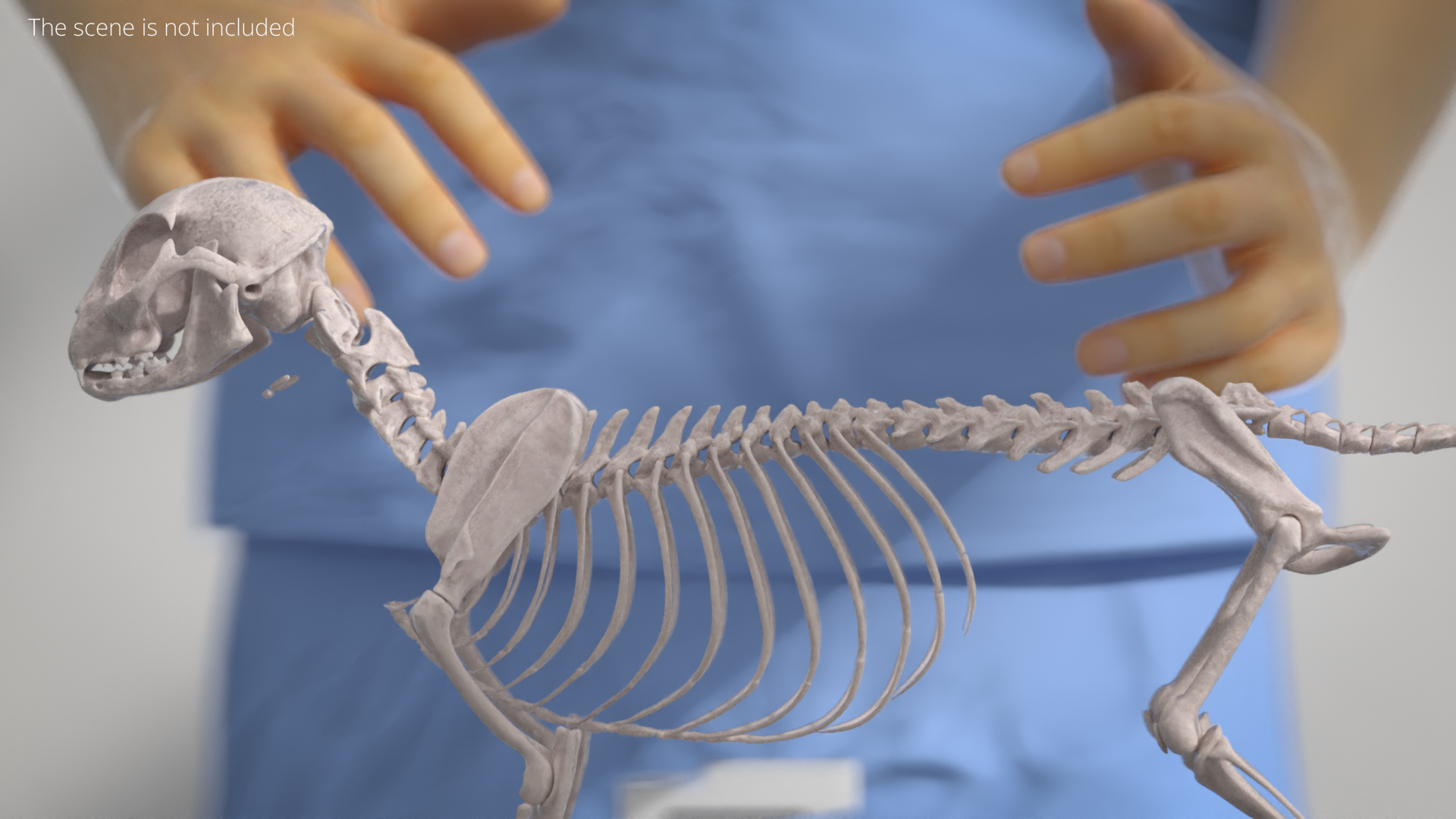 Cat Skeleton Anatomy Structure, view 3
