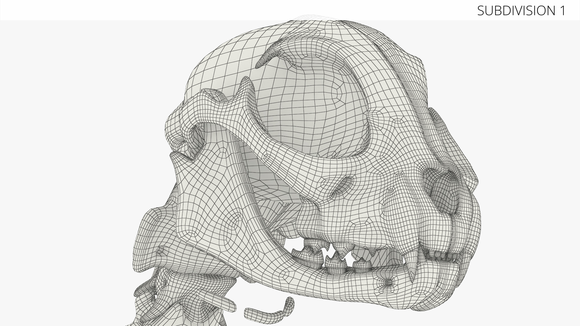 Cat Skeleton Anatomy Structure, view 11