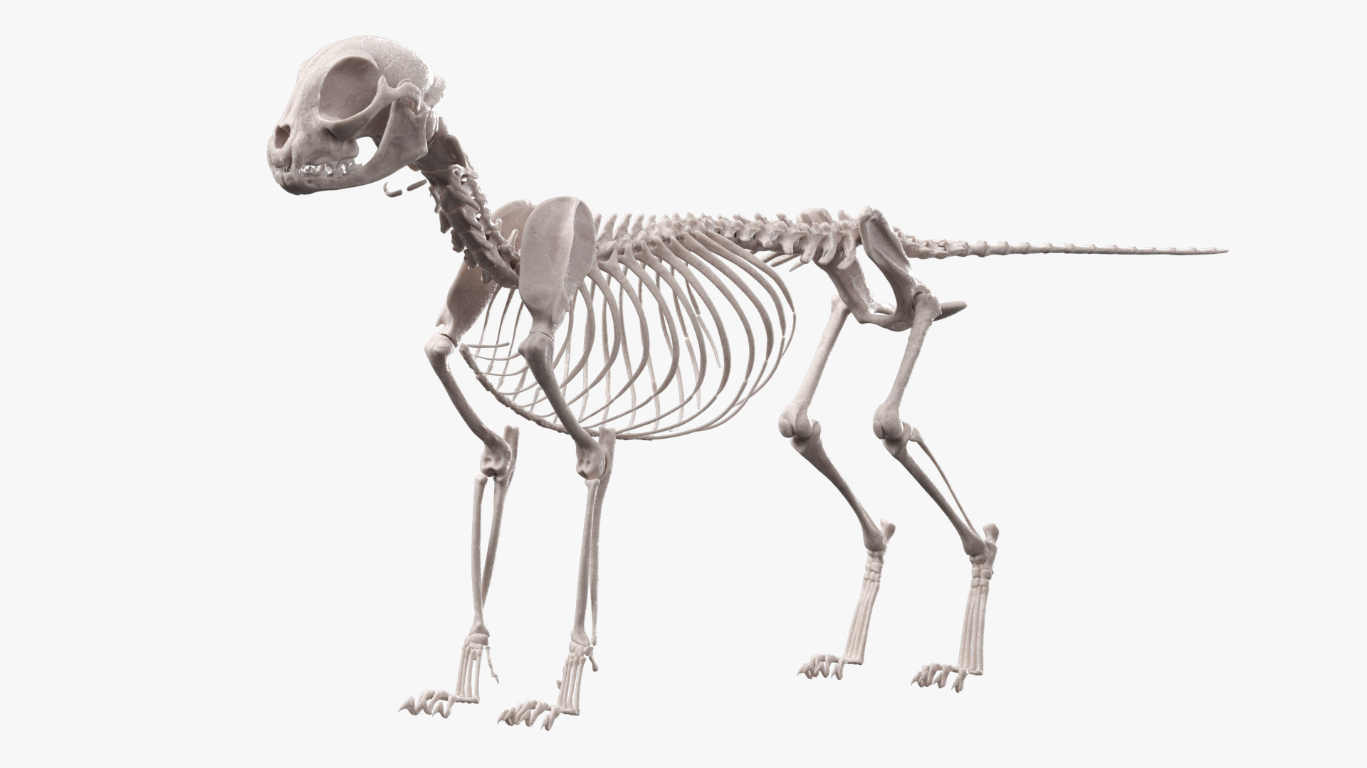 Cat Skeleton Anatomy Structure