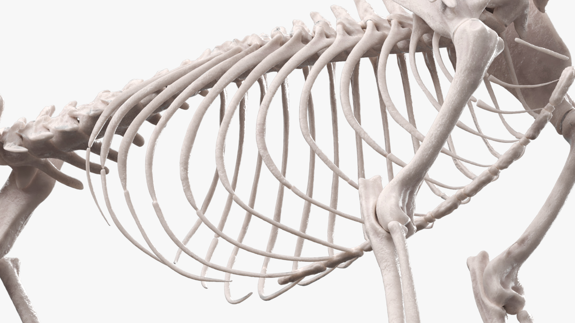 Cat Skeleton Anatomy Structure, view 7