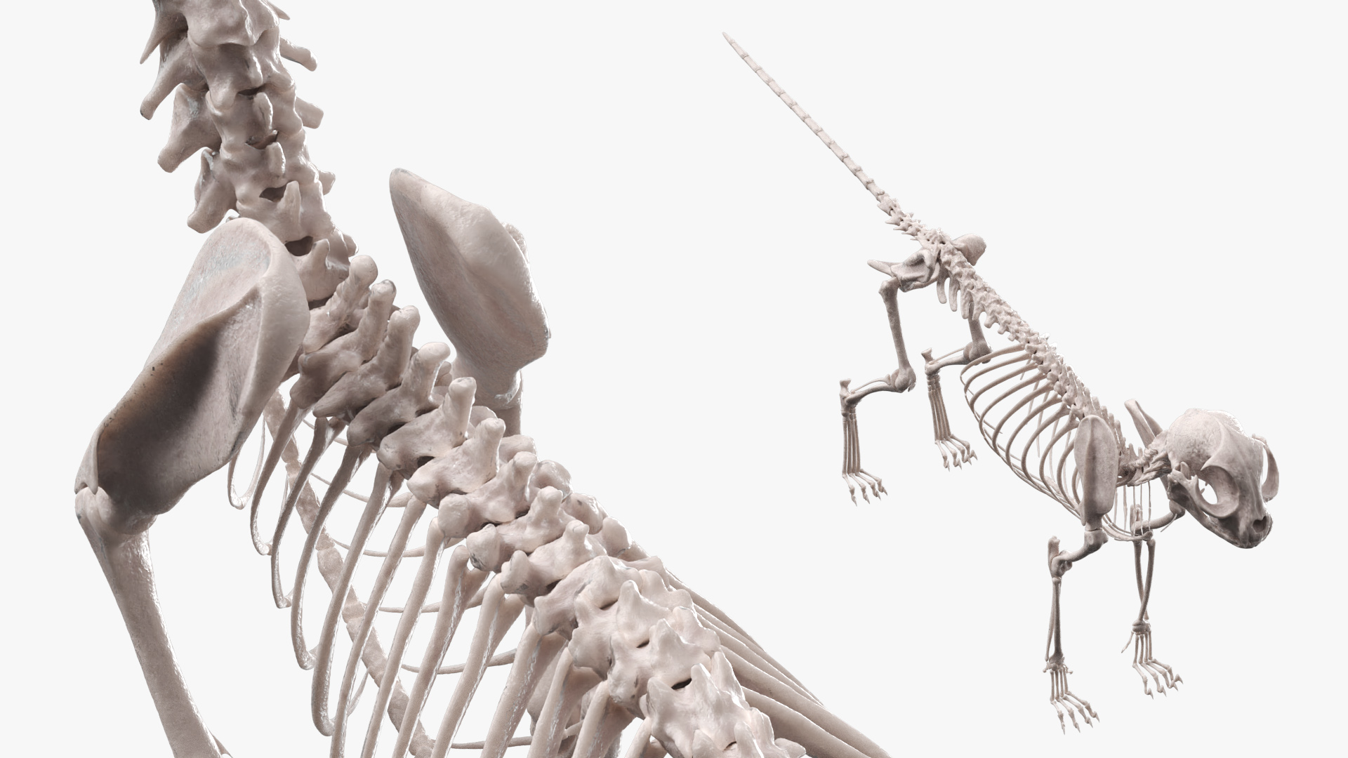 Cat Skeleton Anatomy Structure, view 5