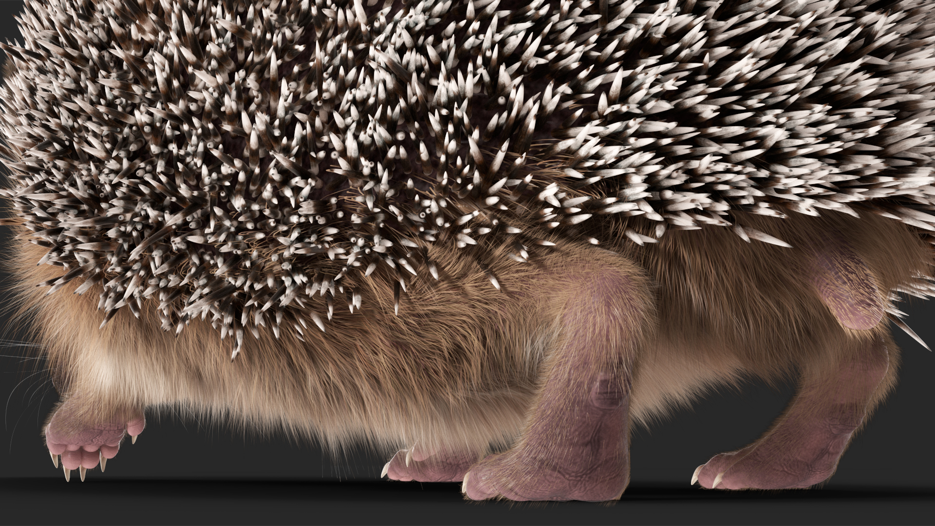 3D Walk Black Hedgehog Fur model