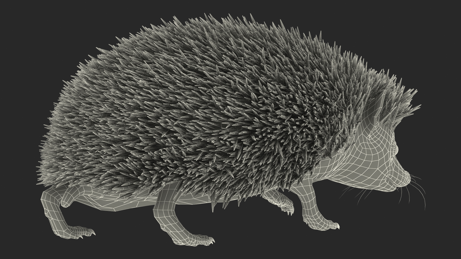 3D Walk Black Hedgehog Fur model
