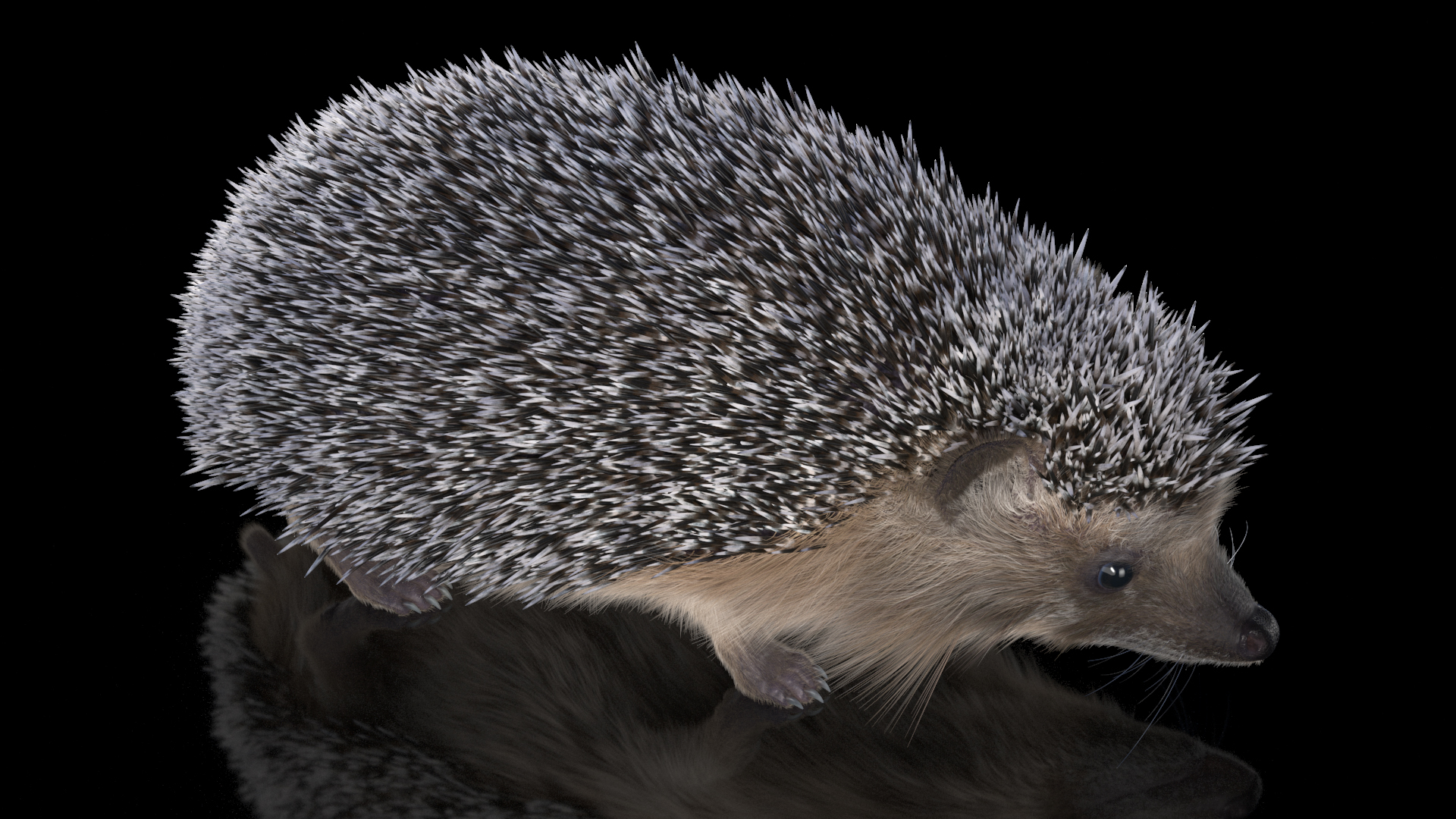 3D Walk Black Hedgehog Fur model