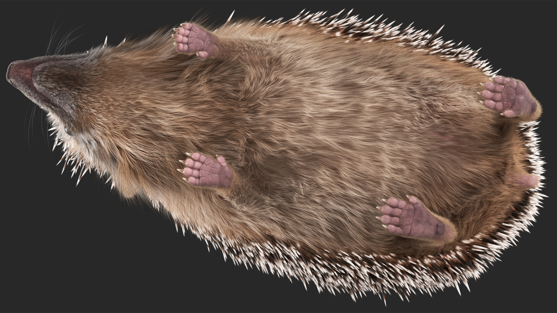 3D Walk Black Hedgehog Fur model