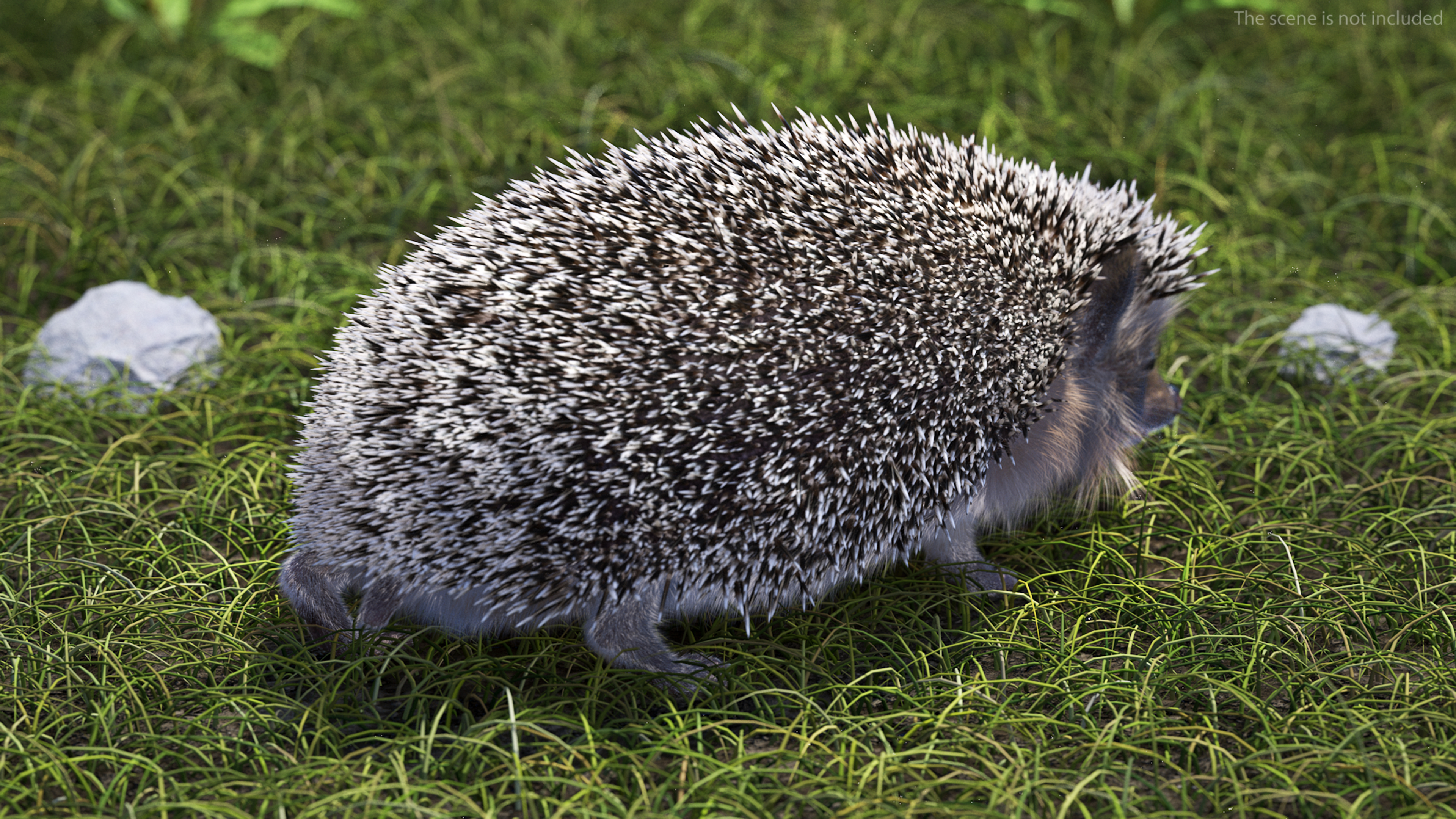3D Walk Black Hedgehog Fur model