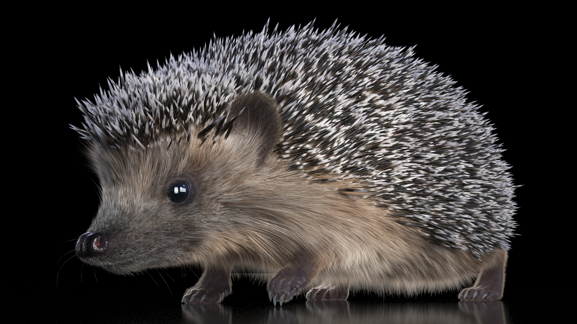 3D Walk Black Hedgehog Fur model