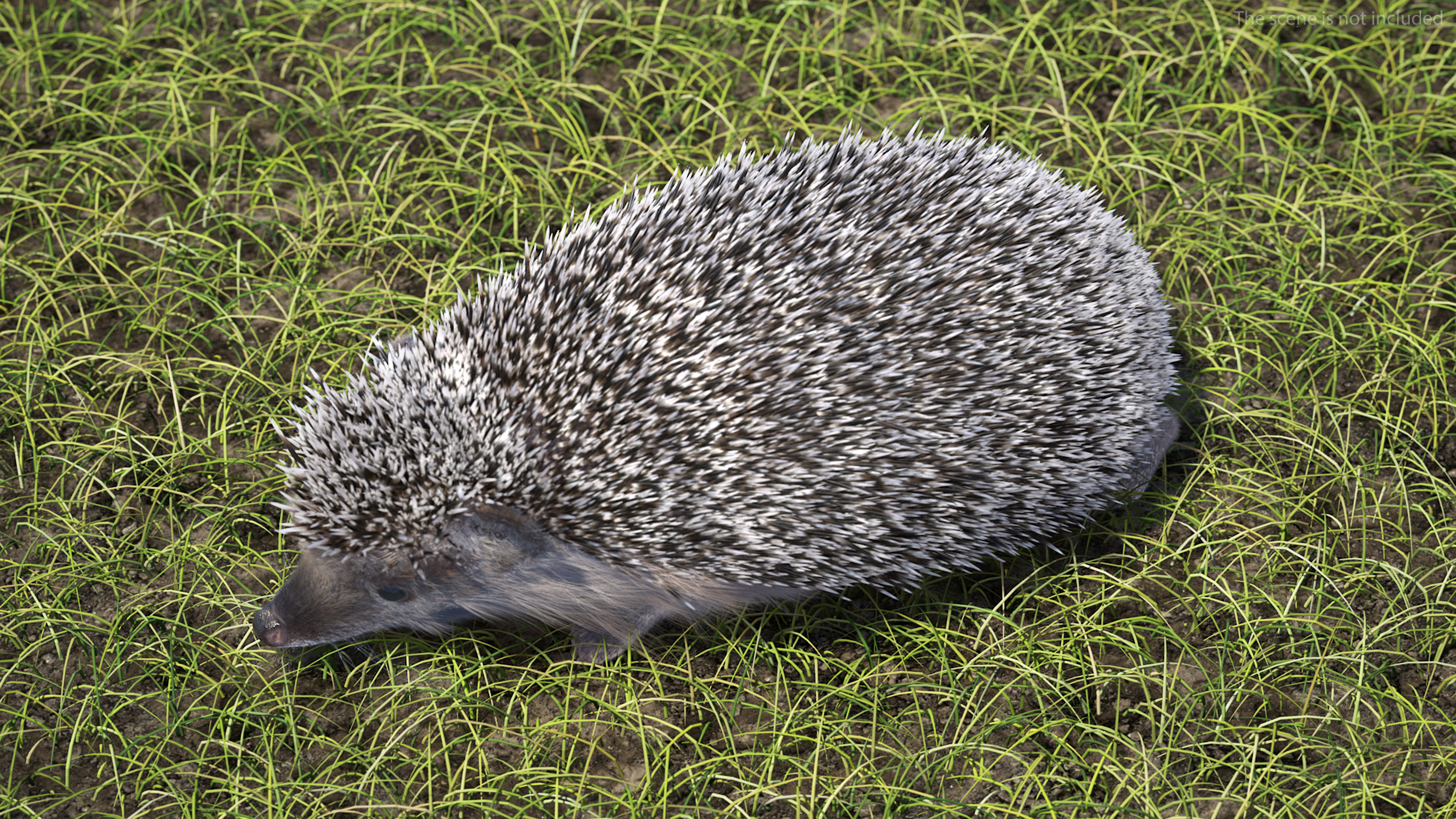 3D Walk Black Hedgehog Fur model