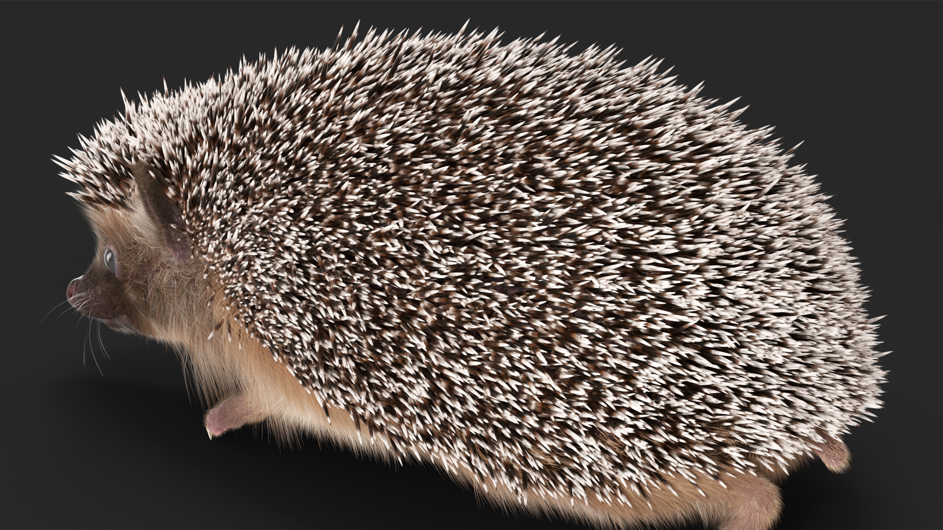 3D Walk Black Hedgehog Fur model