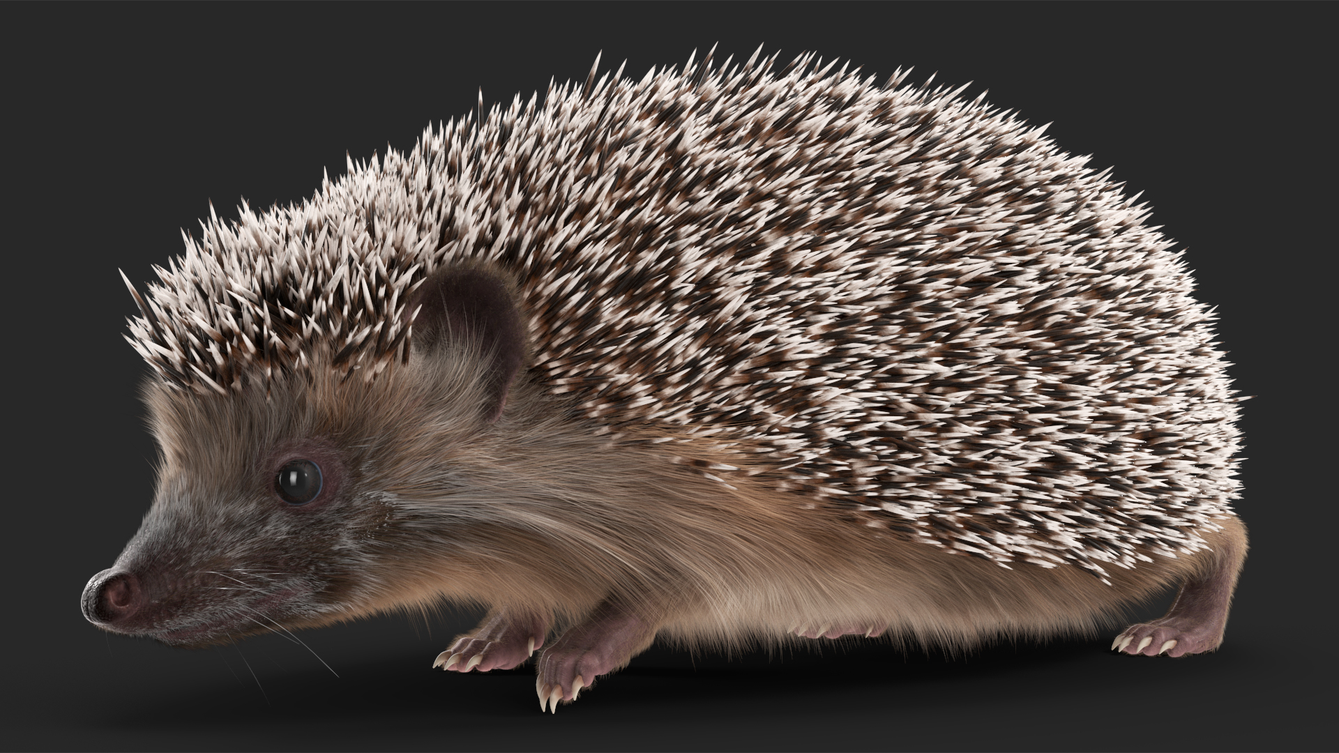 3D Walk Black Hedgehog Fur model