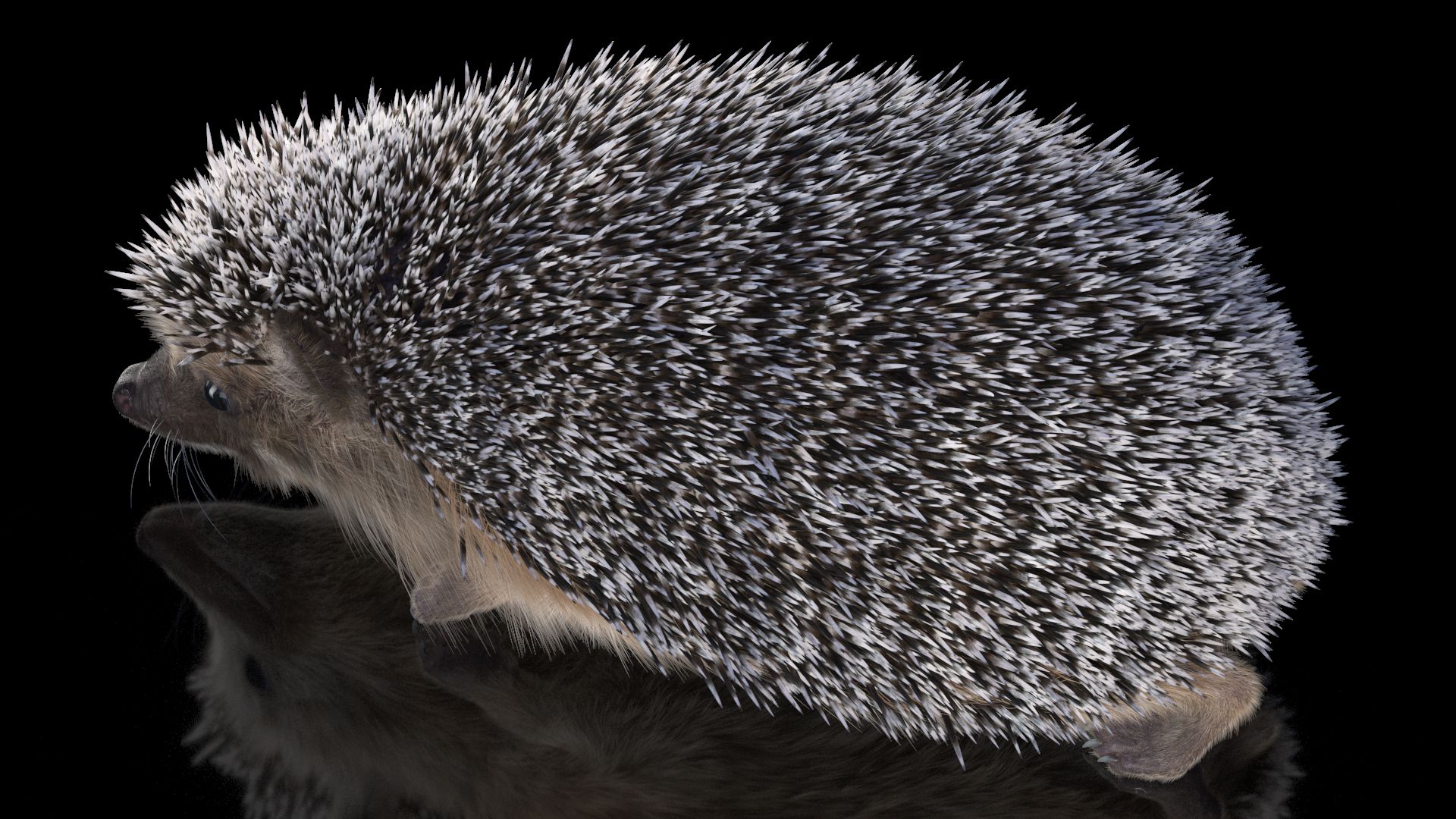 3D Walk Black Hedgehog Fur model
