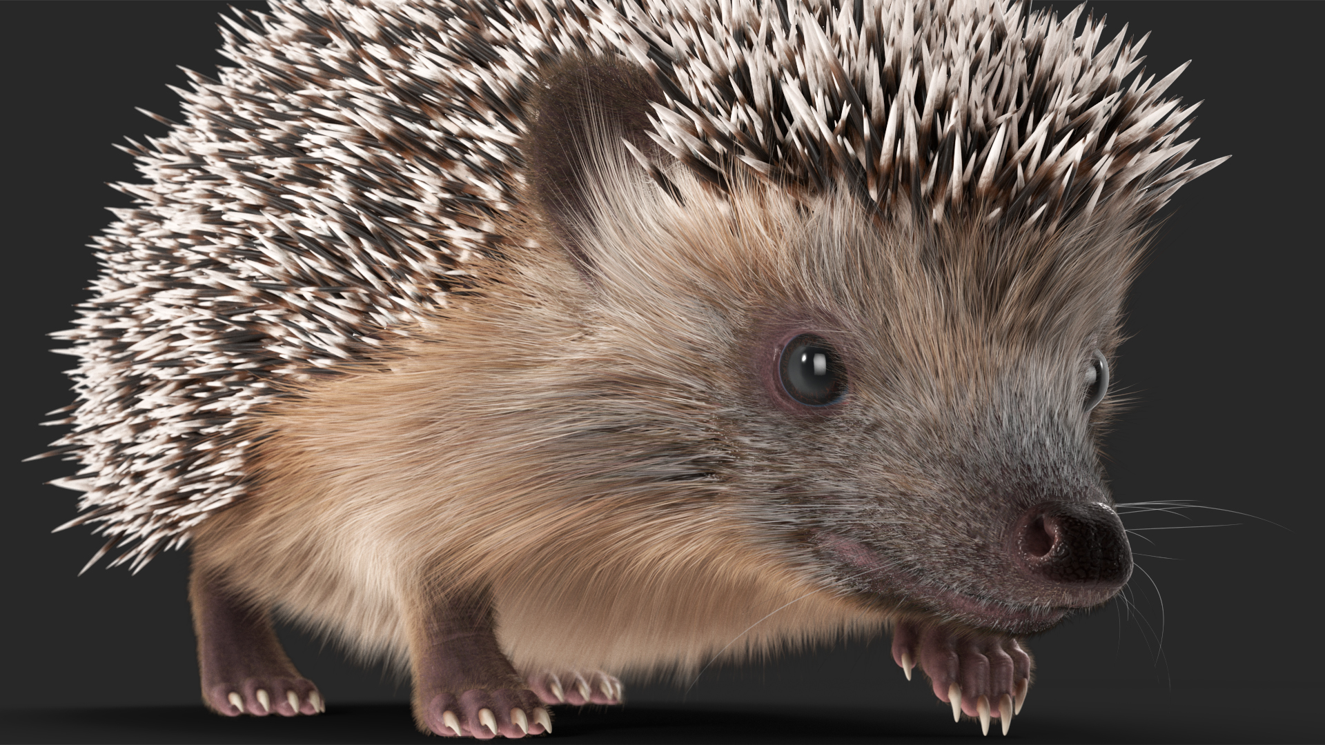 3D Walk Black Hedgehog Fur model
