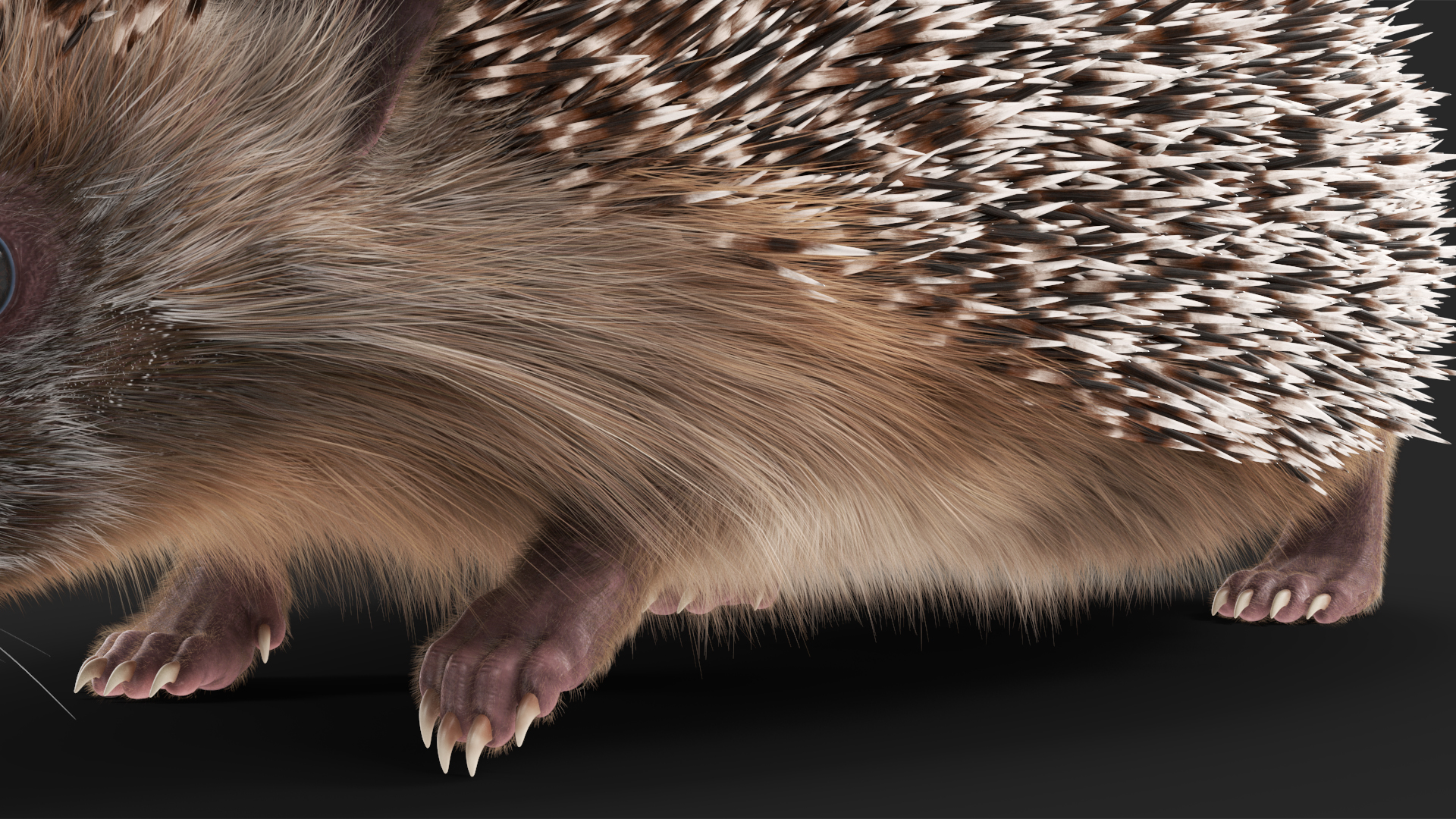 3D Walk Black Hedgehog Fur model