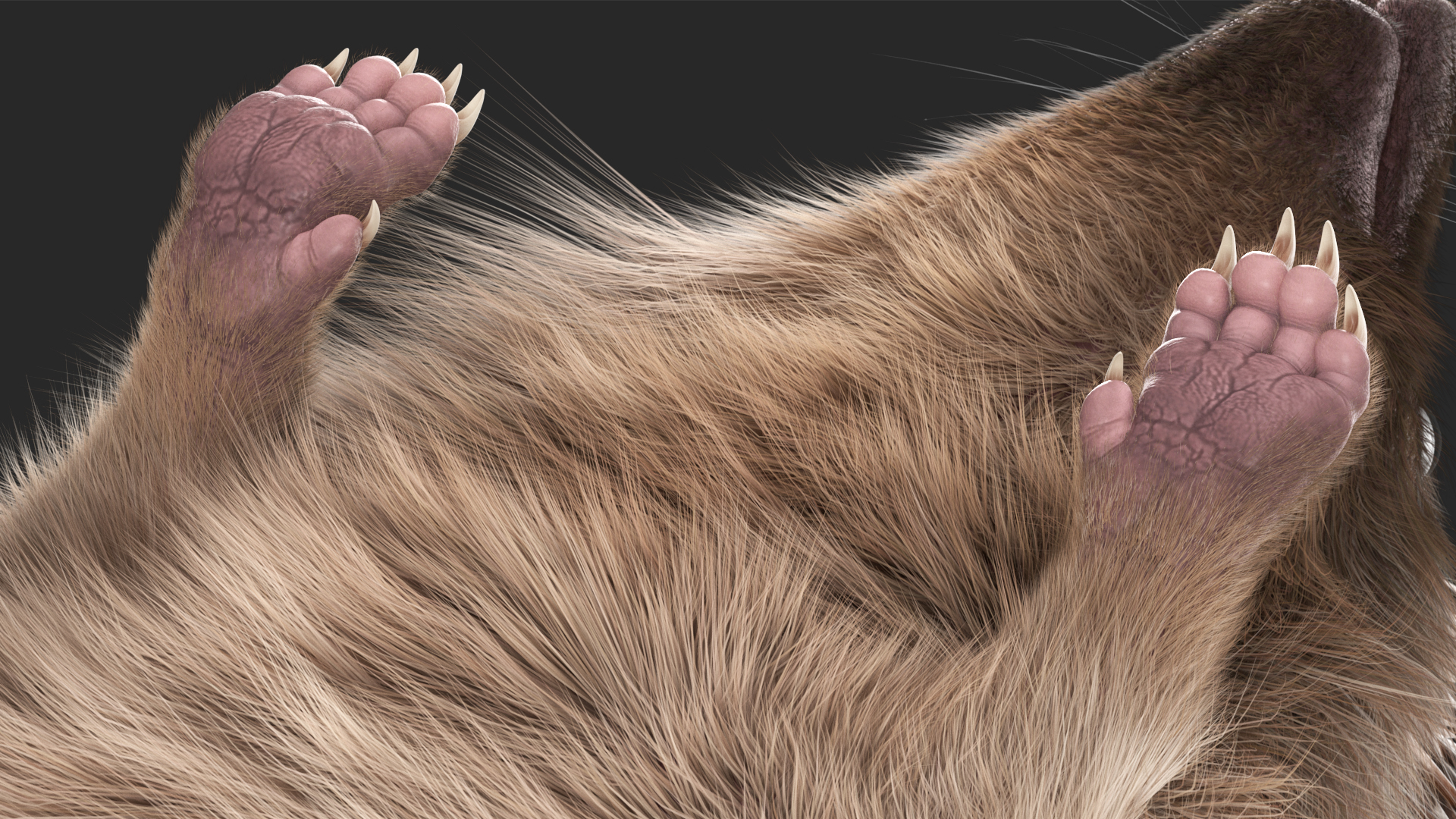 3D Walk Black Hedgehog Fur model