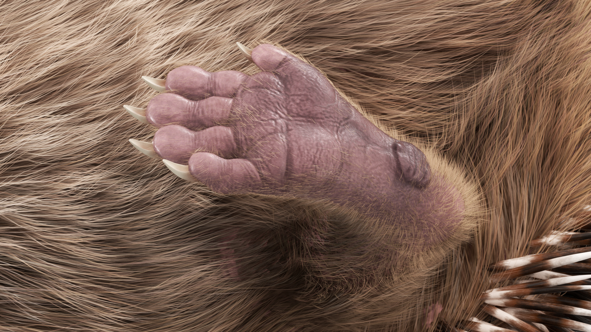 3D Walk Black Hedgehog Fur model