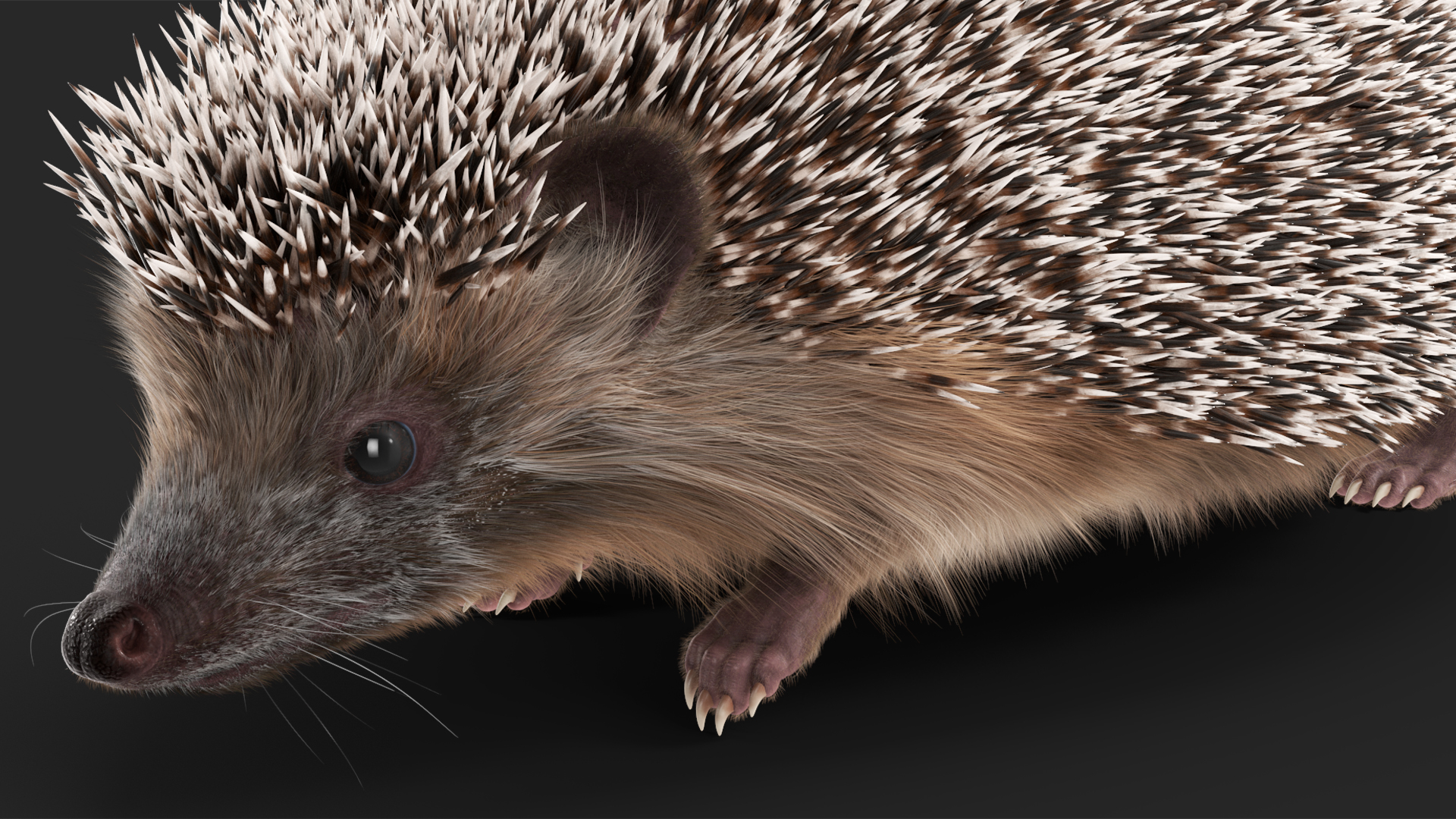 3D Walk Black Hedgehog Fur model