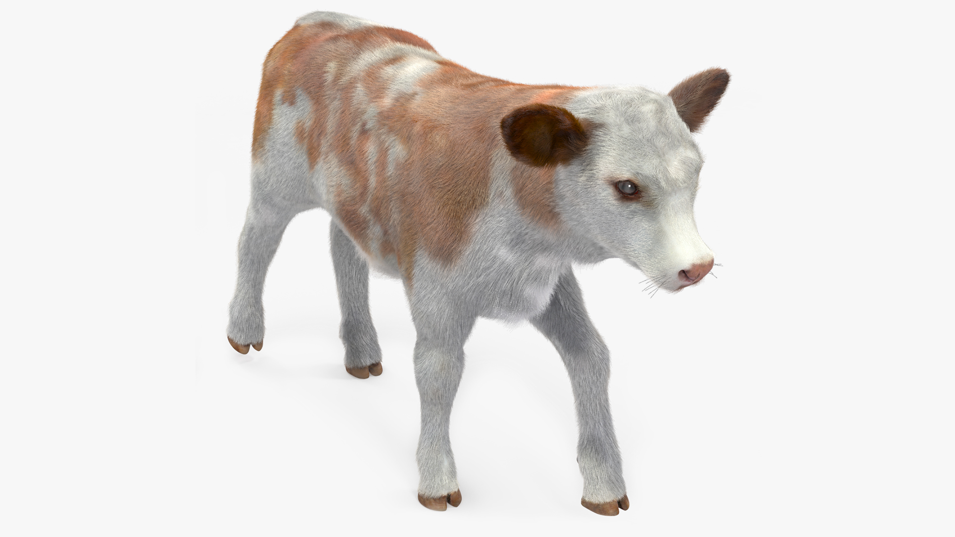 3D Cow Calf in Walking Pose Fur model