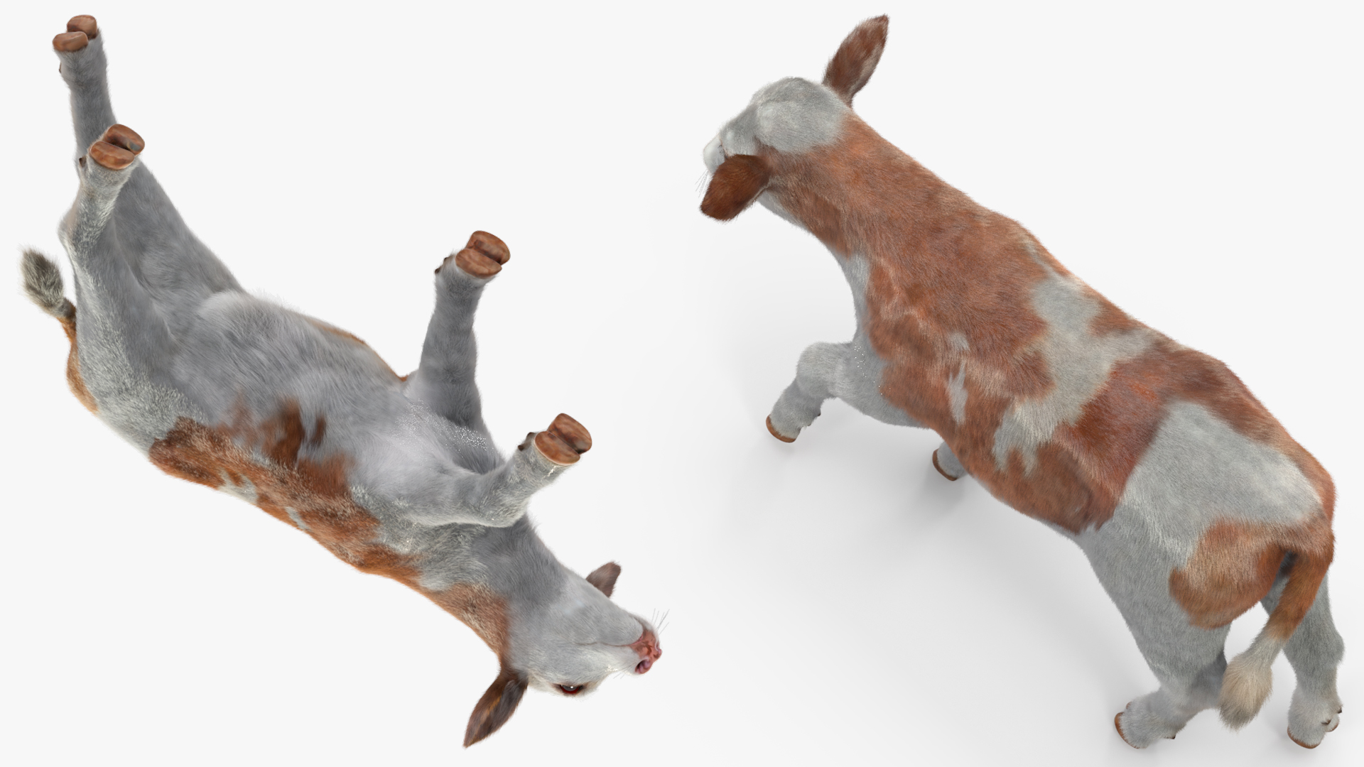 3D Cow Calf in Walking Pose Fur model