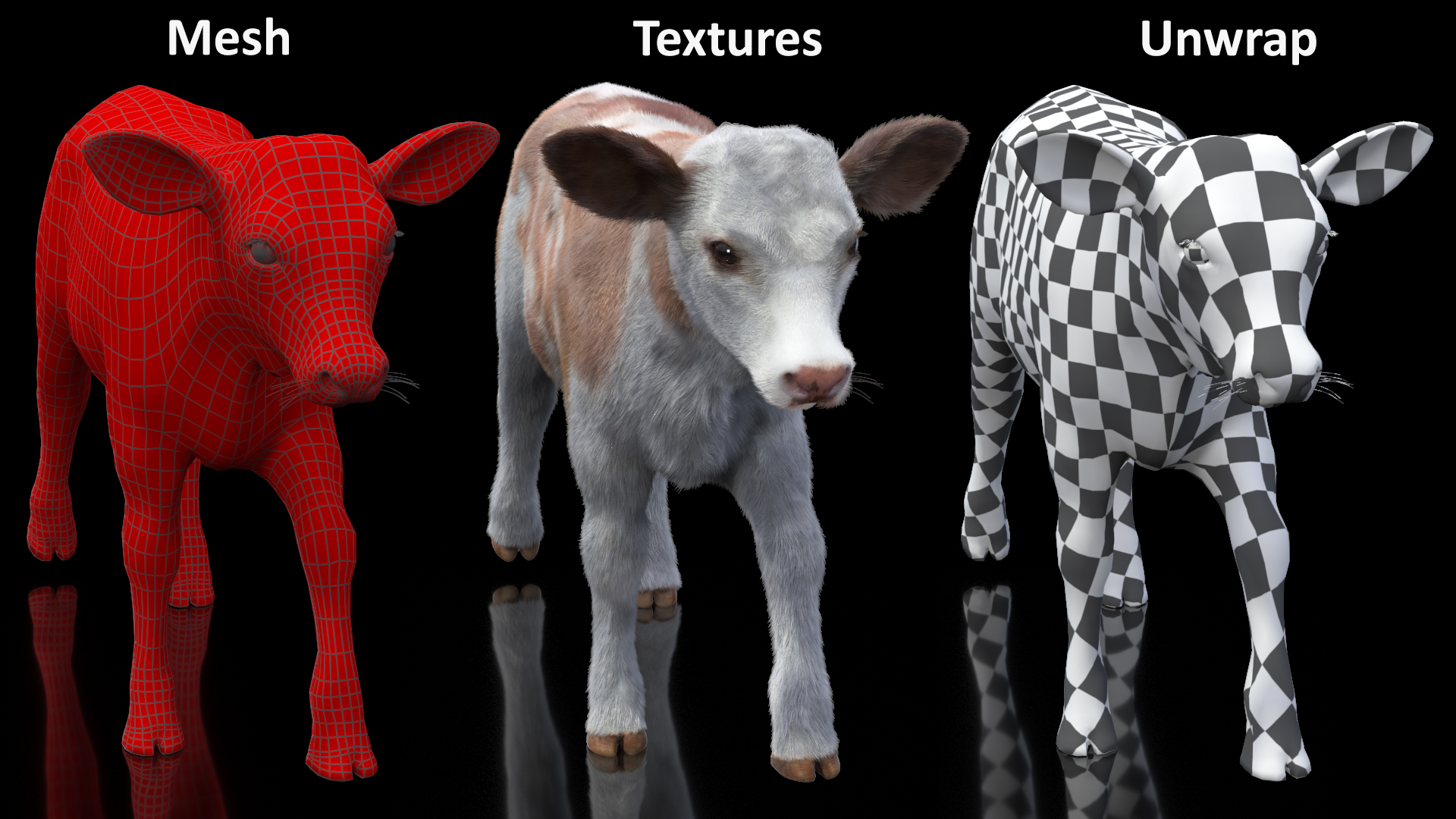 3D Cow Calf in Walking Pose Fur model