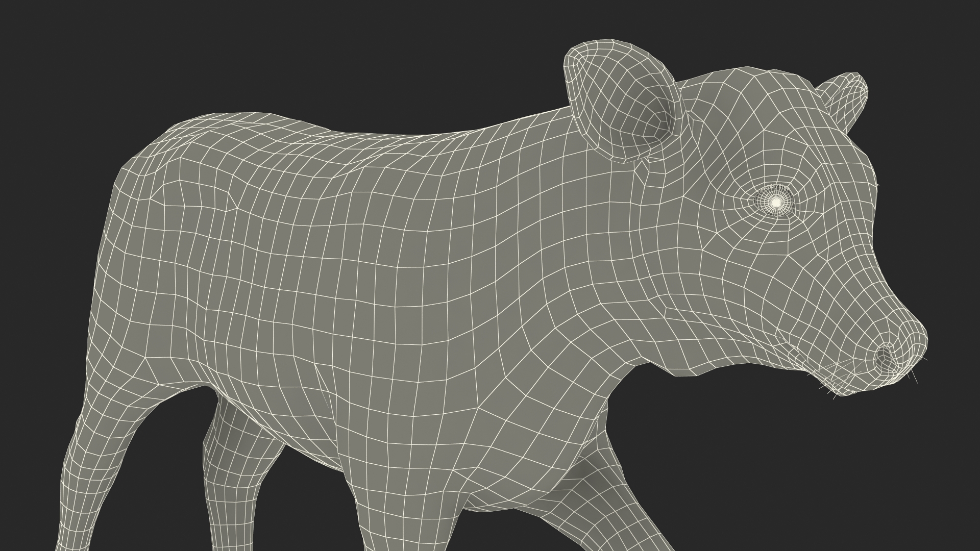 3D Cow Calf in Walking Pose Fur model