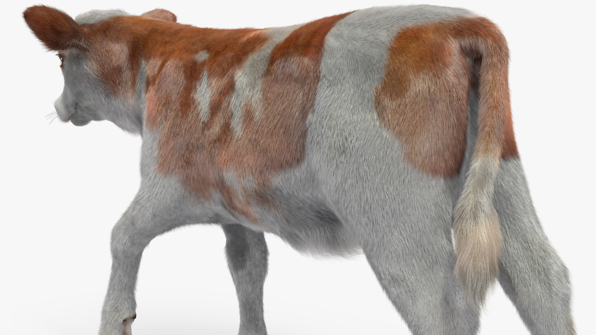 3D Cow Calf in Walking Pose Fur model