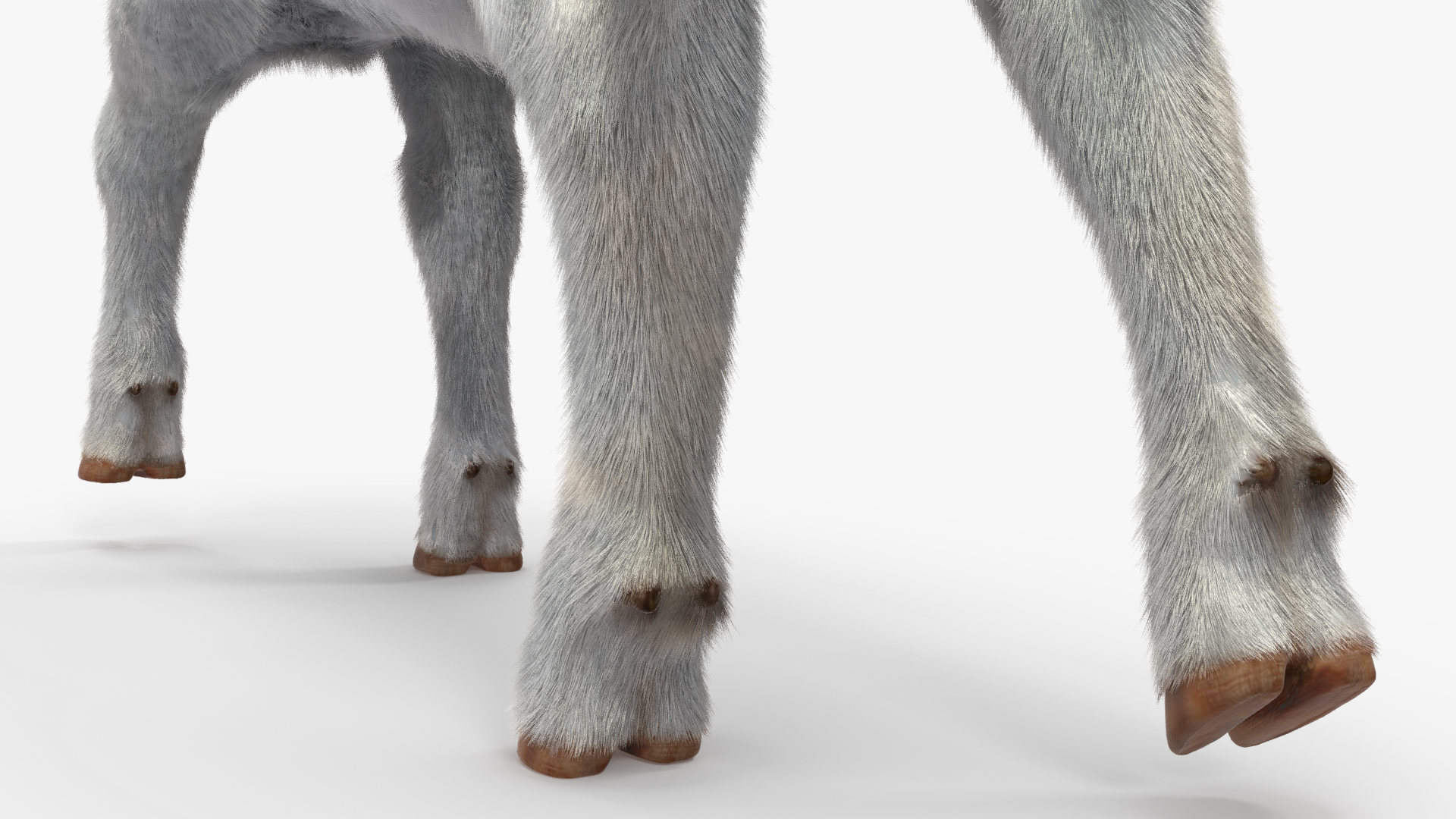 3D Cow Calf in Walking Pose Fur model
