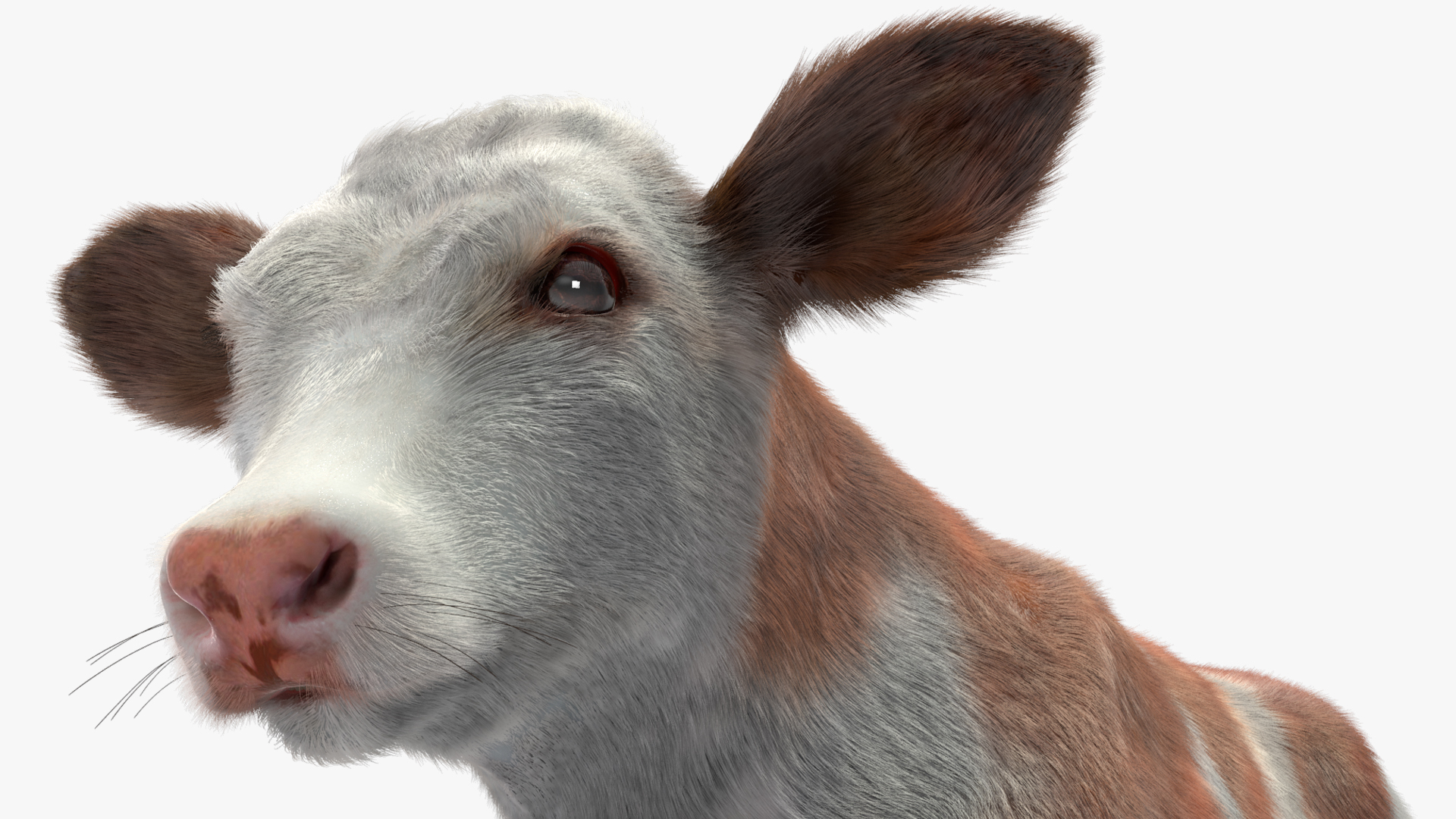 3D Cow Calf in Walking Pose Fur model